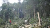 Phát huy lợi thế trồng rừng gỗ lớn