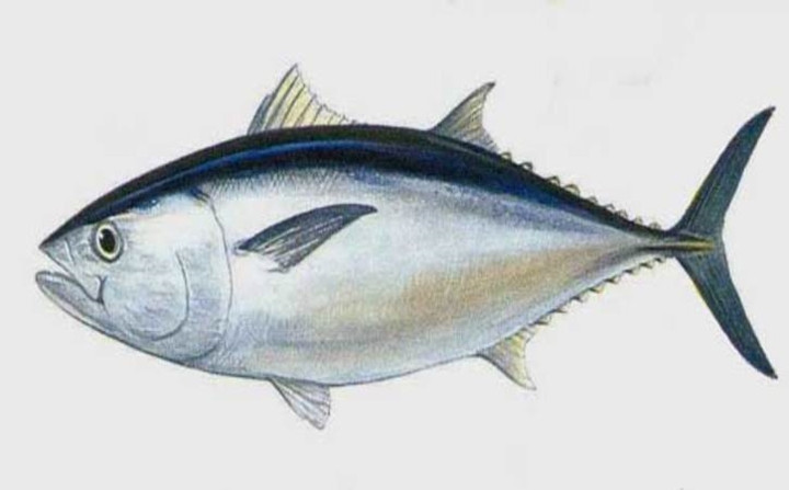 Cá ngừ: Cũng chứa rất nhiều thủy ngân, đặc biệt là cá ngừ vây xanh và cá ngừ vây đen. Đối với loại cá này, người lớn chỉ nên ăn 100g/tháng, trẻ em thì khuyến khích không nên ăn.