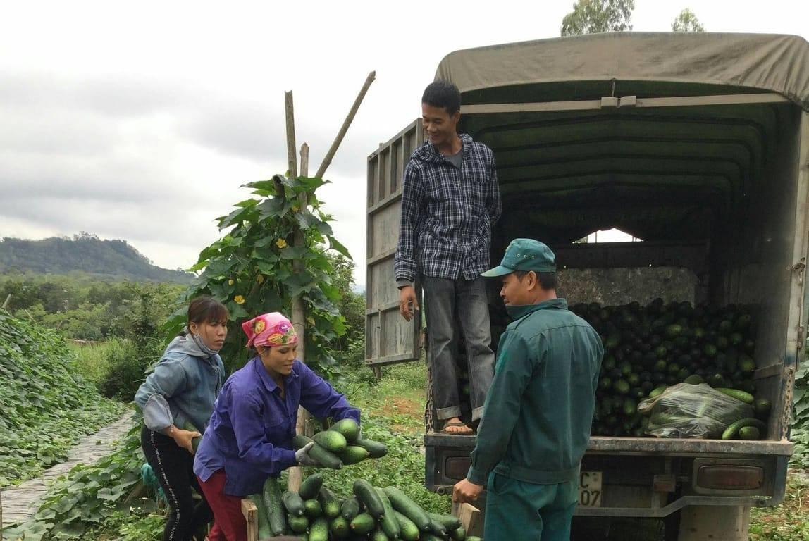 Nghĩa Đàn bội thu mùa bí xanh