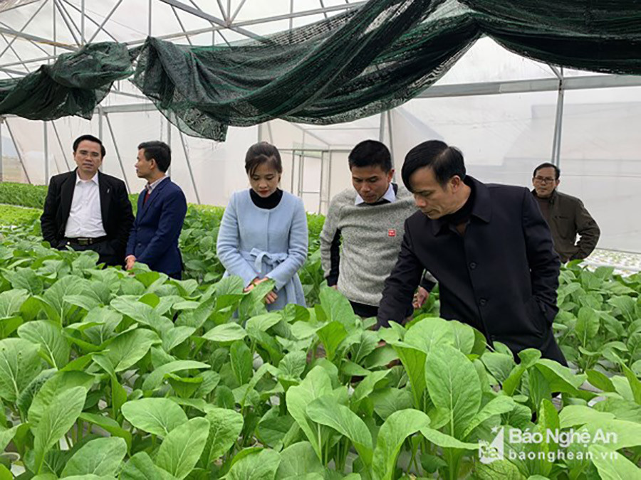 Lãnh đạo thành phố Vinh thăm mô hình trồng rau thủy canh trong nhà lưới tại xã Nghi Liên. Ảnh: Võ Huyền