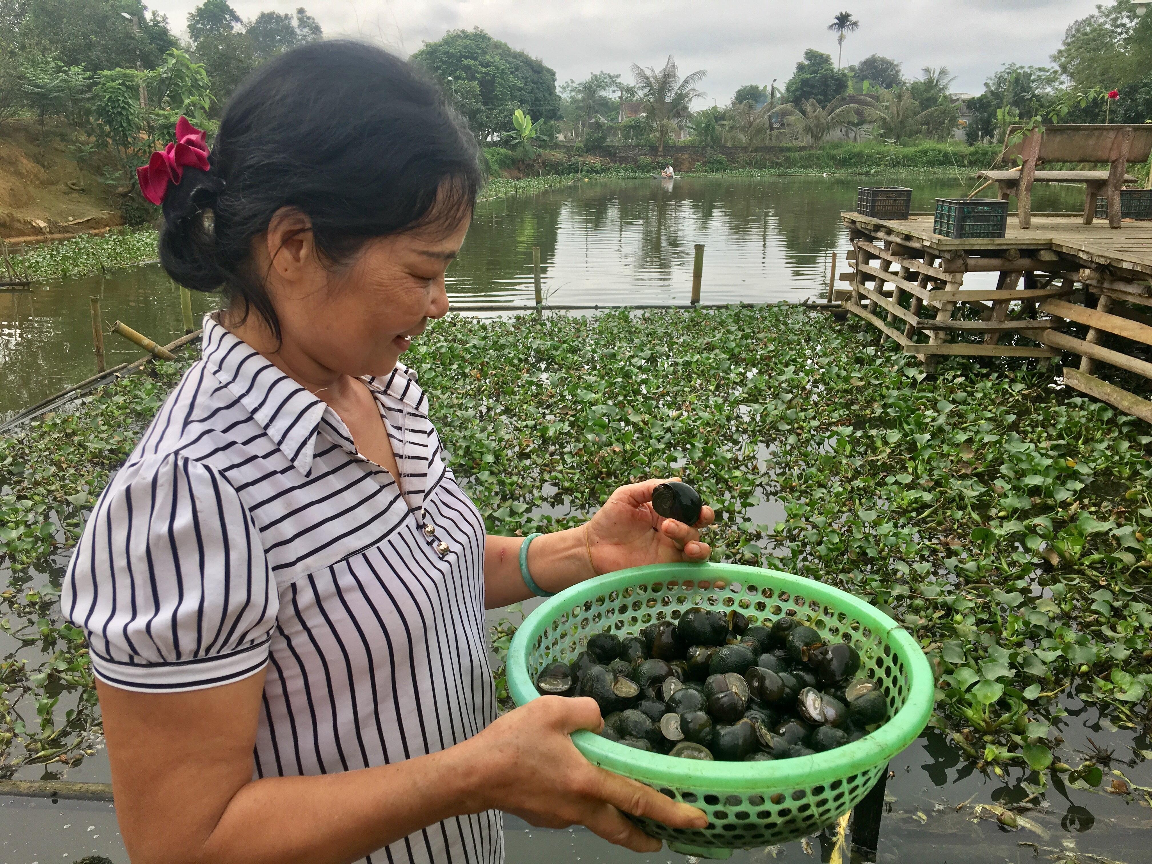 Nuôi ốc bươu đen cho thu nhập cao