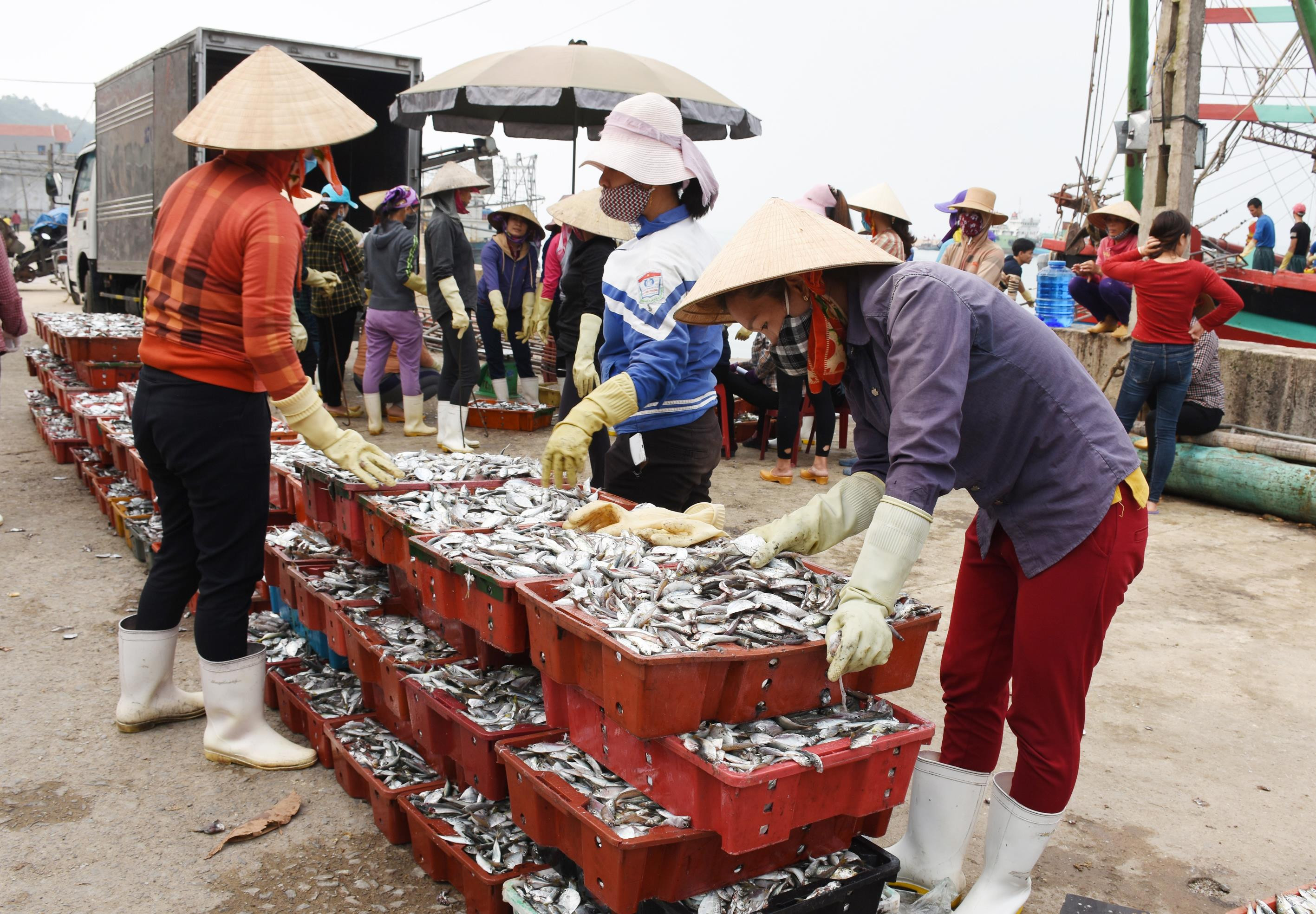 Ngư dân Hoàng Mai trúng mùa cá đốm