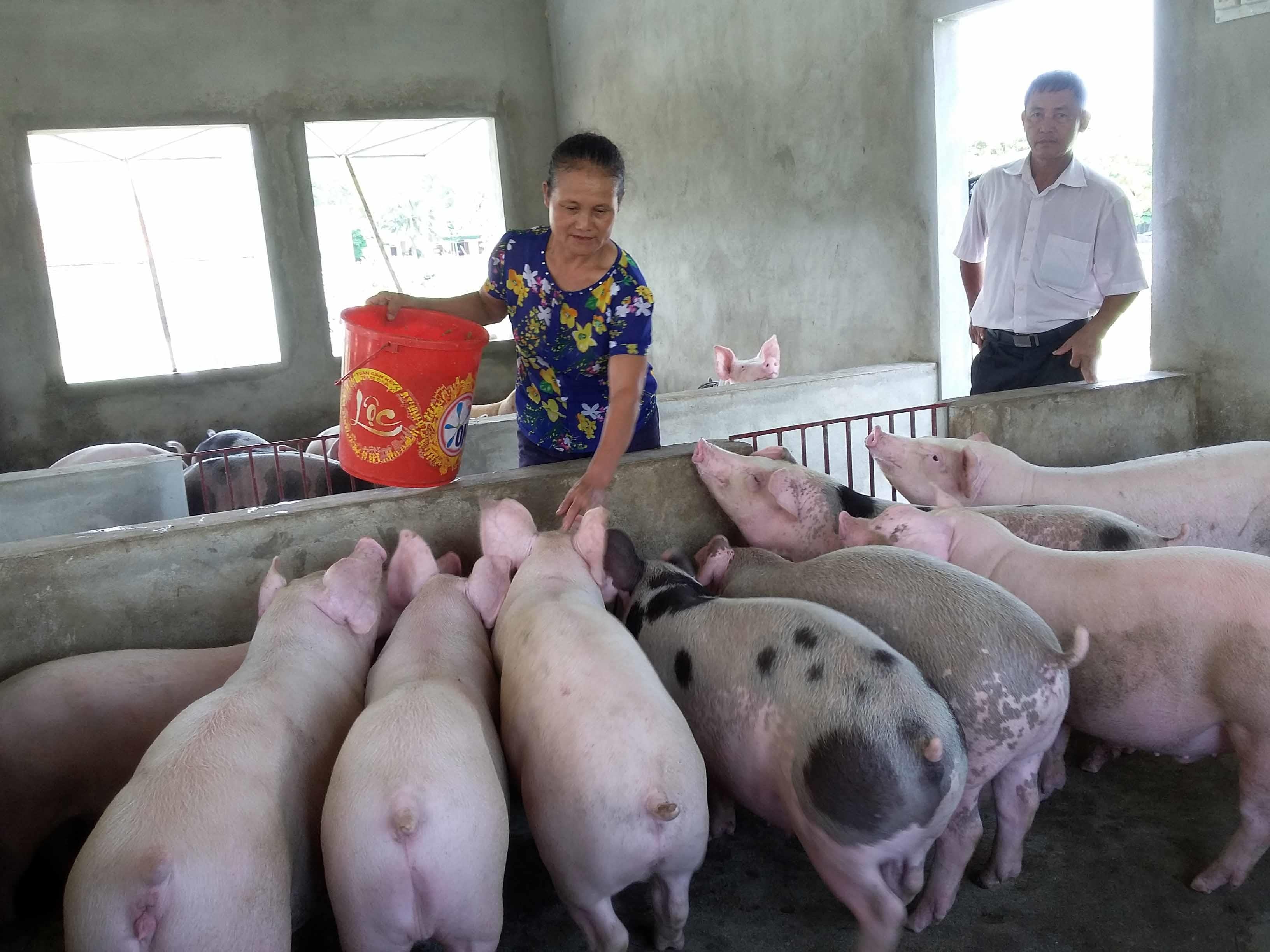 Trong khi đó, đầu tư chăn nuôi lợn bằng trang trại, áp dụng nhiều giải pháp phòng chống dịch nên an toàn cao đối với đàn lợn. Ảnh: Xuân Hoàng