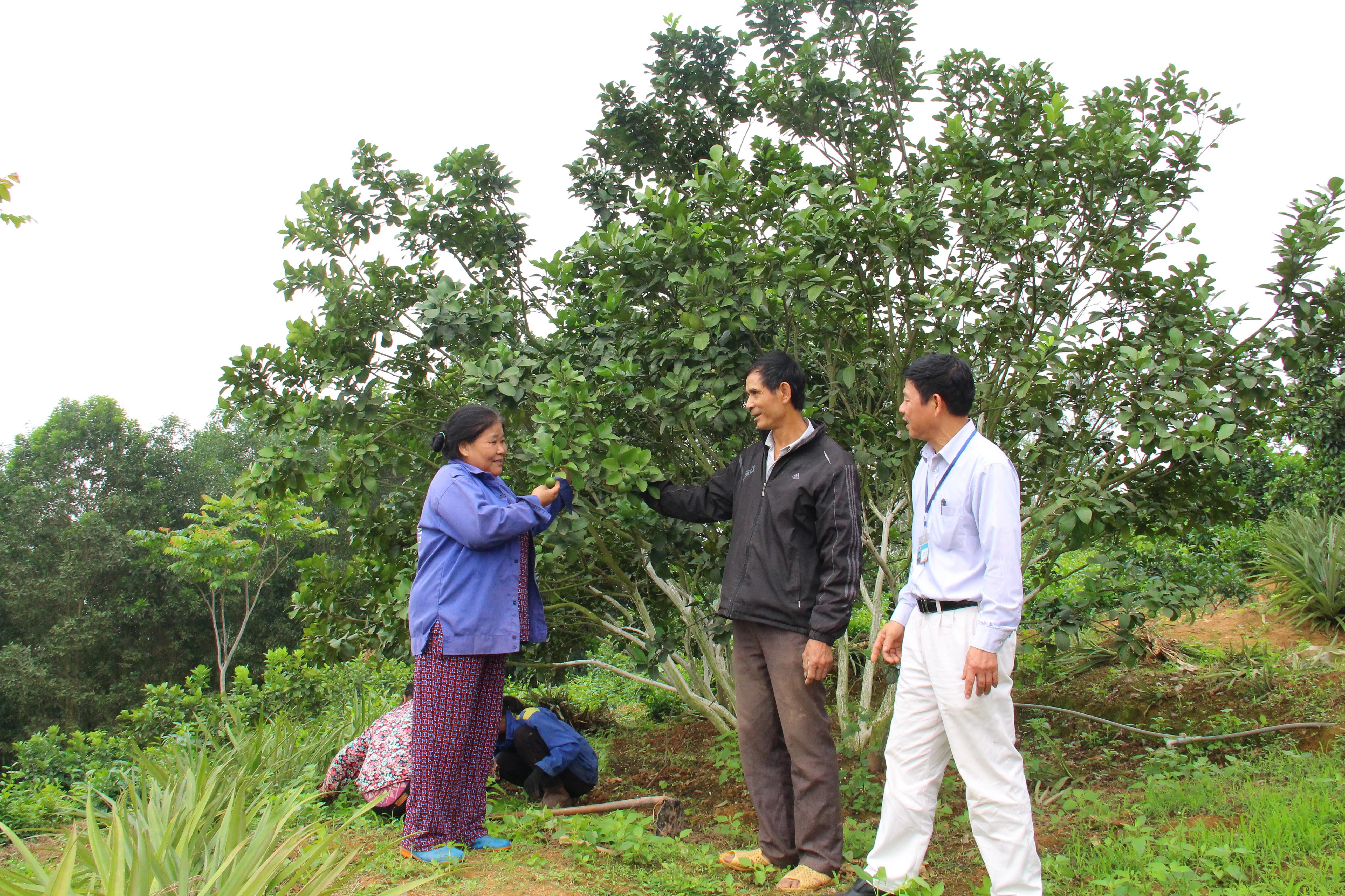 Đồng chí Phạm Thị Hà, Bí thư Chi bộ xóm 6 (xã Nghĩa Tiến, TX.Thái Hòa) là người tiên phong trong khai phá đồi hoang làm trang trại ở địa phương. Ảnh: Thanh Quỳnh