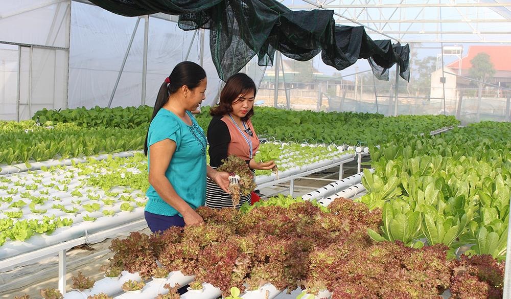 Thu hút đầu tư vào lĩnh vực nông nghiệp ứng dụng cao tại Nghi Liên, TP Vinh. Ảnh; Phú Hương