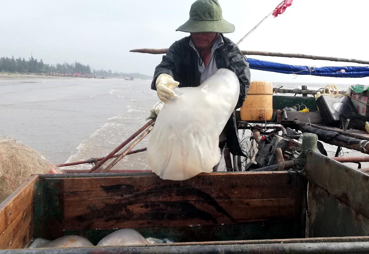 Ngư dân Diễn Châu được mùa sứa, cá trích