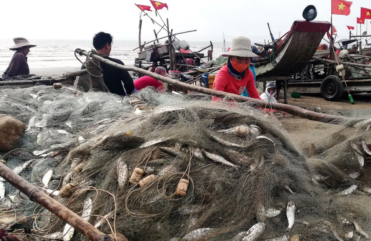 Ngư dân Diễn Châu được mùa sứa, cá trích