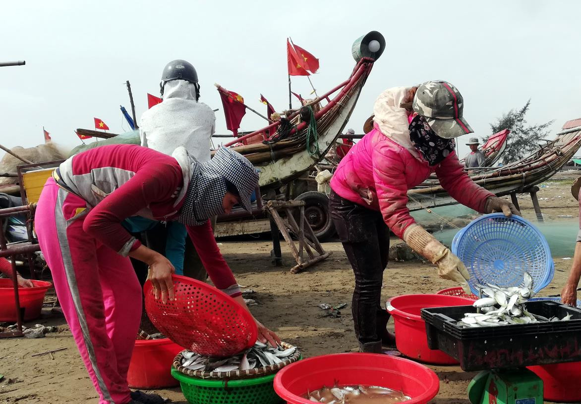 Ngư dân Diễn Châu được mùa sứa, cá trích 