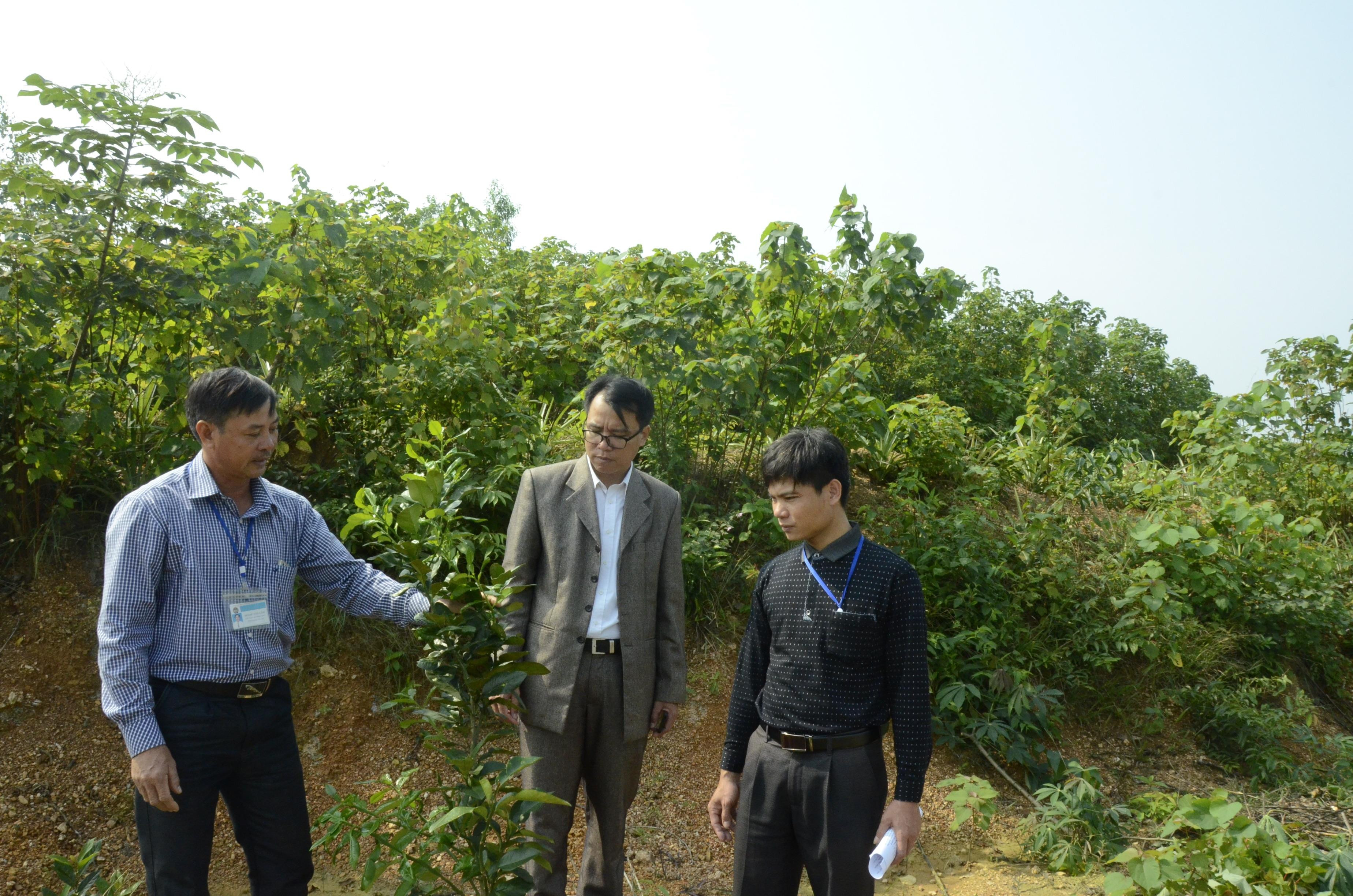 Cán bộ huyện, xã kiểm tra mô hình trồng cam trên đất đồi tại xã Tào Sơn (Anh Sơn). Ảnh: Thanh Lê