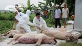 Huyện Đô Lương công bố dịch tả lợn châu Phi