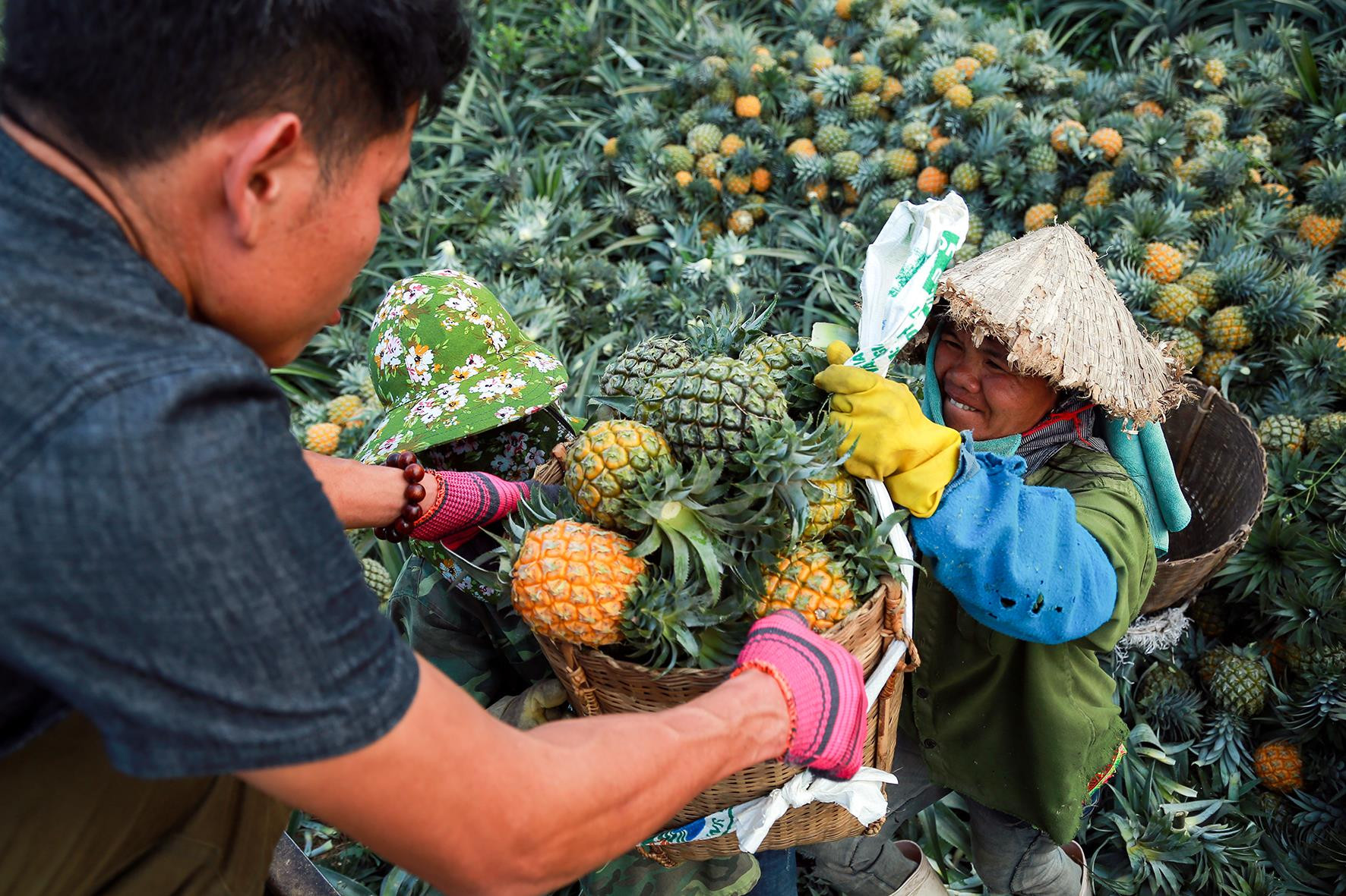 Mặc dù thu nhập còn rất thấp, thu hoạch nặng nhọc nhưng bà con vẫn hi vọng tương lai sẽ có nhiều khởi sắc. Ảnh: Sách Nguyễn