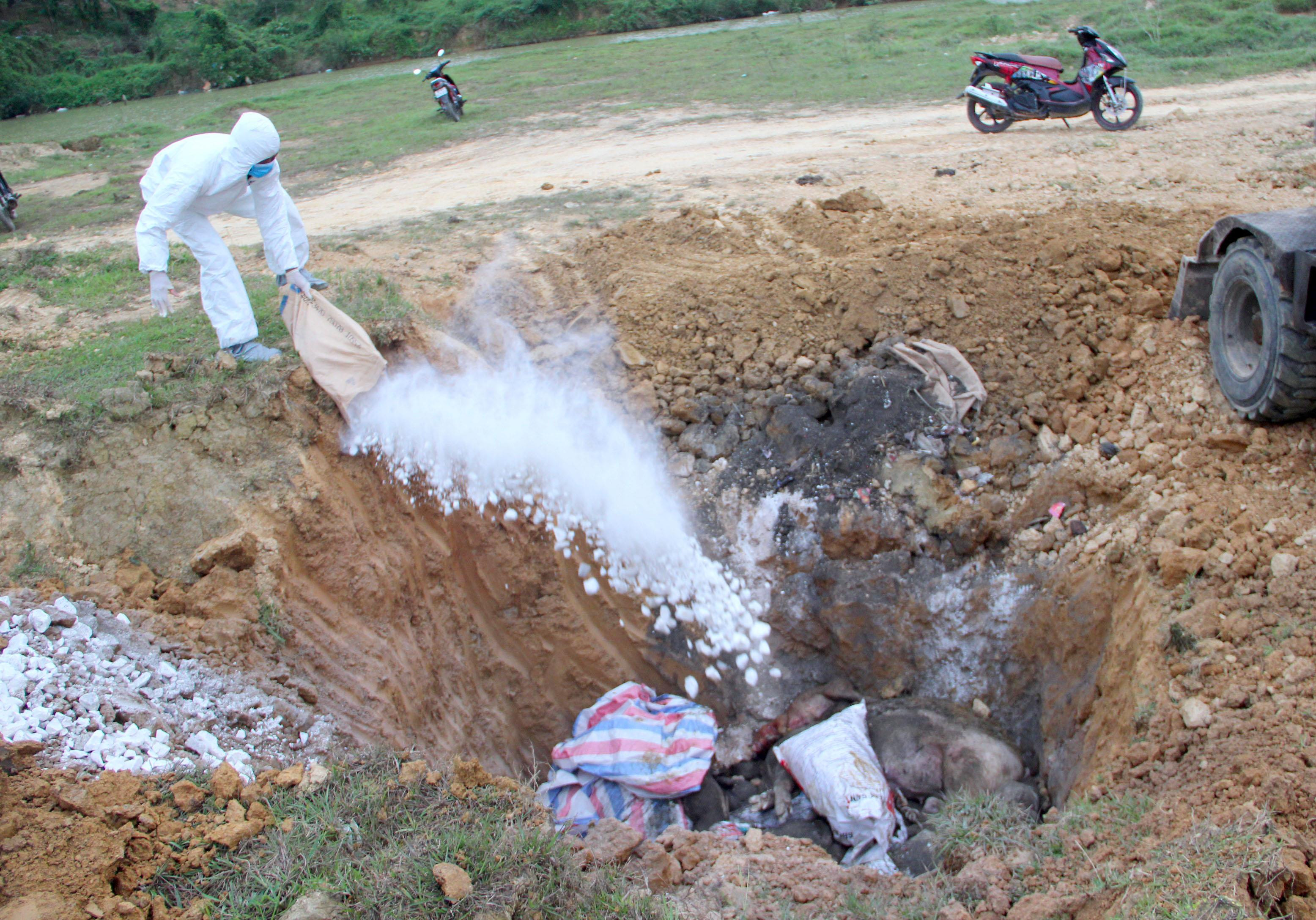 Huyện Đô Lương tiêu hủy đàn lợn bị dịch tả lợn châu Phi xảy ra ngày 4/4. ảnh: Quang An