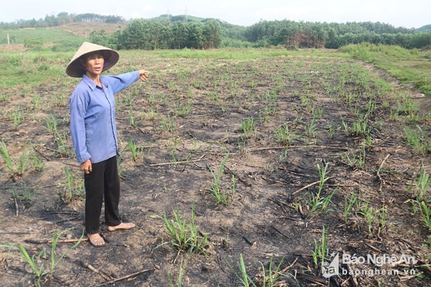 Trừ chi phí sản xuất, 2 sào mía nhà bà Liễu lỗ vài trăm nghìn chưa kể công lao động bỏ ra dọn cỏ, chăm sóc cây phát triển cả năm. Ảnh: Diệp Phương