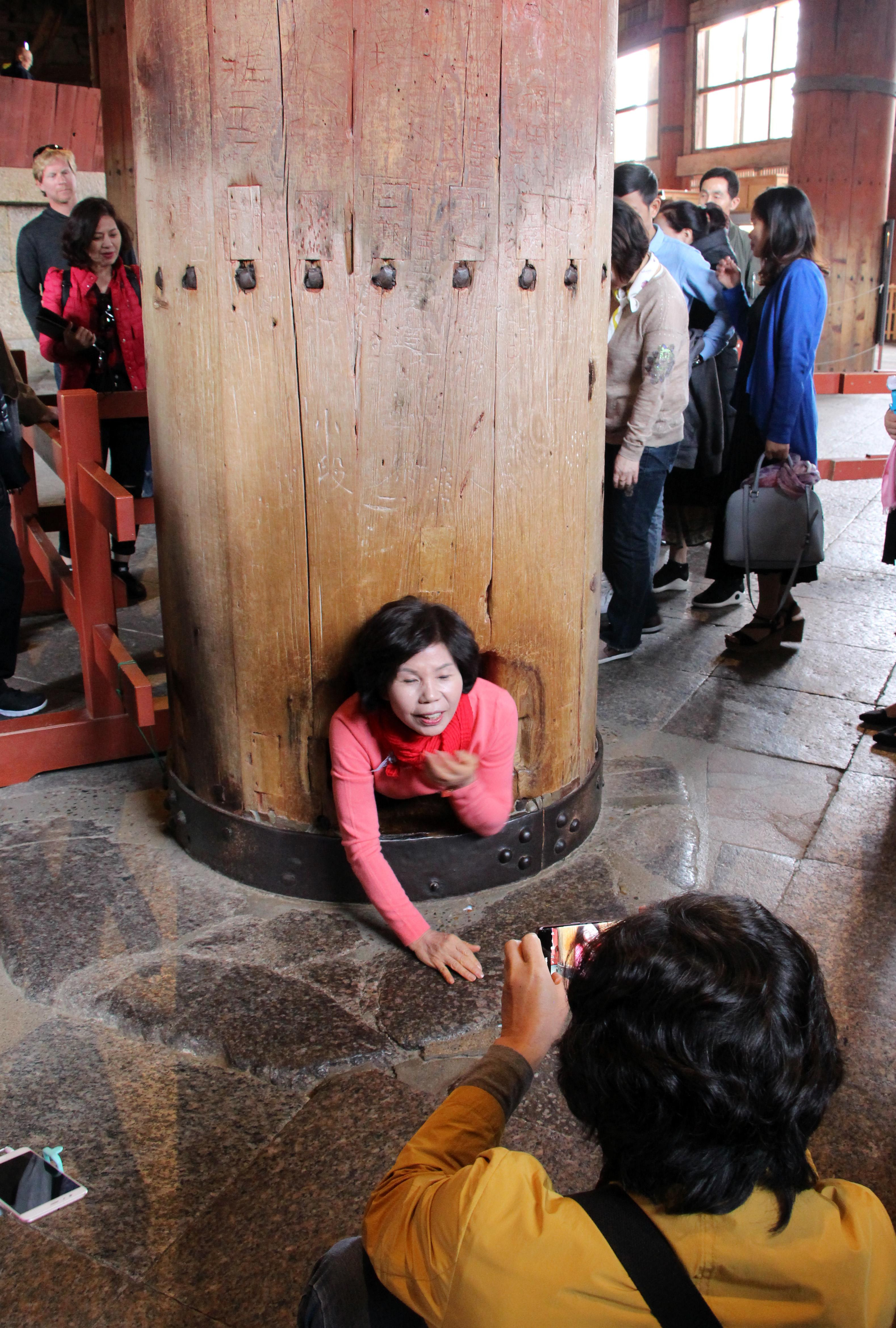 Chùa Todaji có những cây cột gỗ rất lớn, đường kính 1m, cao 20m. Trong Đại Phật điện, có một cây cột có đục một hốc lớn mà tương truyền ai chui qua được đó sẽ có thêm sức khỏe và may mắn trong cuộc sống. Trong ảnh là một du khách nữ đang cố gắng chui qua cây cột. Ảnh: Đào Tuấn