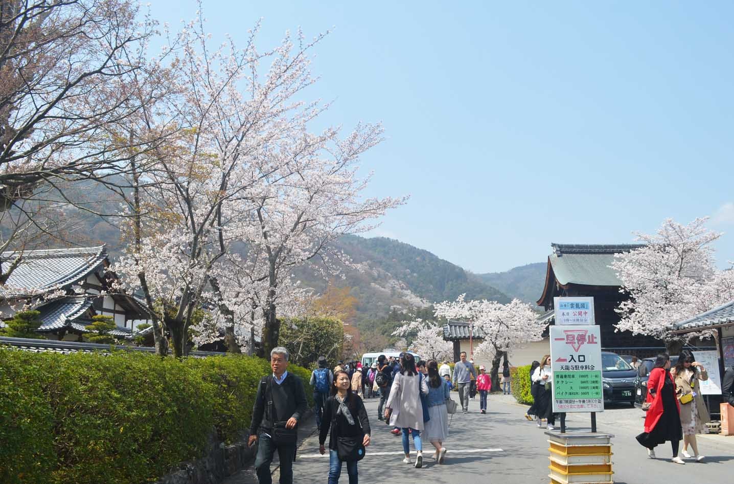 Từ trung tâm cố đô Kyoto, chỉ chừng vai chục phút đi ô tô là có thể đến được Arashiyama, nơi có rừng trúc Sagano. Tháng 4 ở khu vực này tuyệt đẹp với những ngôi nhà cổ kính nép dưới tán hoa anh đào