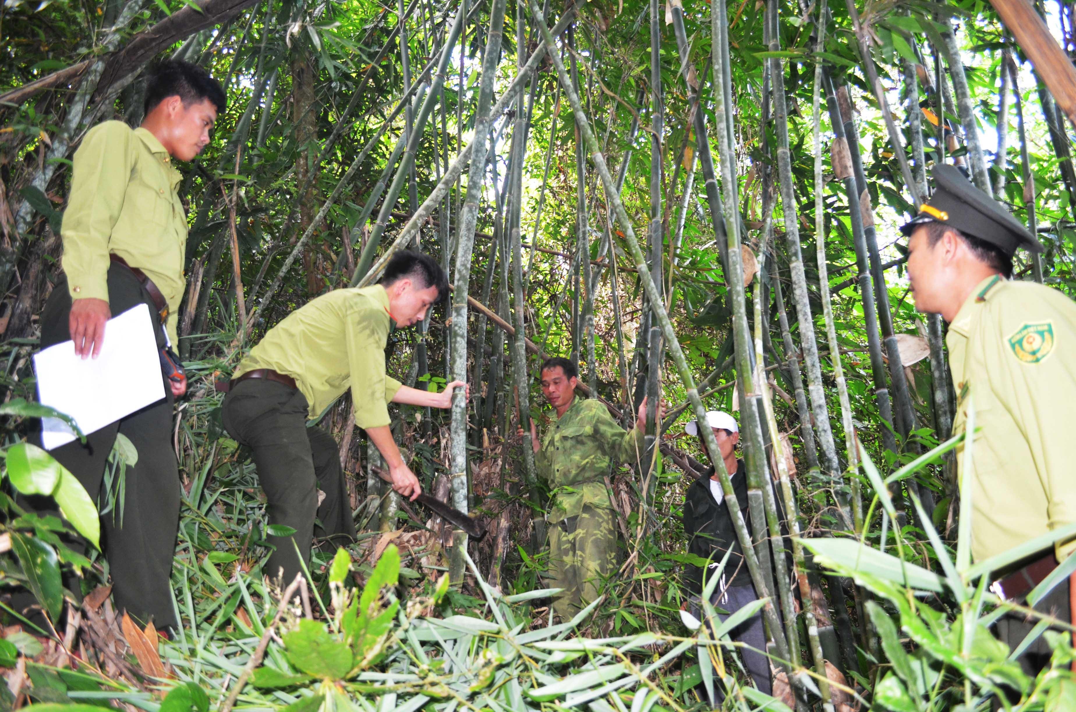 Như tại Quế Phong, gần với những địa danh như lòng hồ thủy điện Hủa Na, thác Sao Va, thác Bảy tầng... có những rừng lùng tuyệt đẹp. Tuy nhiên, vẫn là để người dân khai thác bán nguyeen liệu thô cho các cơ sở mây tre đan xuất khẩu