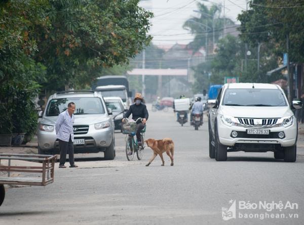 Tình trạng thả rông chó diễn ra trên khắp các đường làng con phố tại TP Vinh. Ảnh: Thành Cường