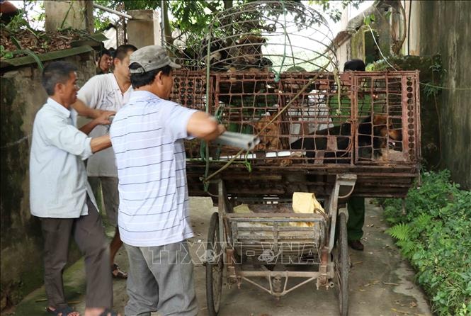 Đàn chó cắn chết bé trai 7 tuổi ở Hưng Yên đã bị lực lượng chức năng đưa ra khỏi khu dân cư. Ảnh: baotintuc