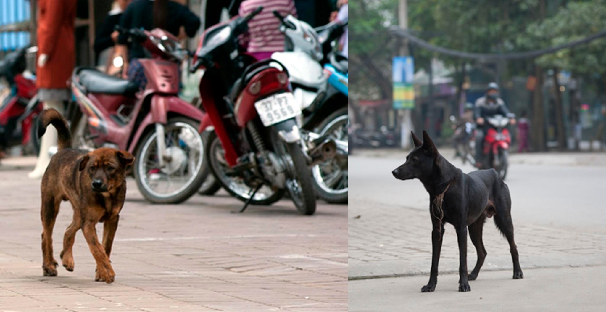 Không khó để bắt gặp hình ảnh chó thả rông không đeo rọ mõm trên đường phố ở TP. Vinh. Ảnh: Tiến Hùng