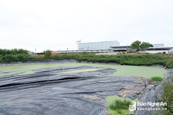 Hồ xử lý nước thải của Công ty cổ phần thức ăn chăn nuôi Thái Dương. Ảnh tư liệu