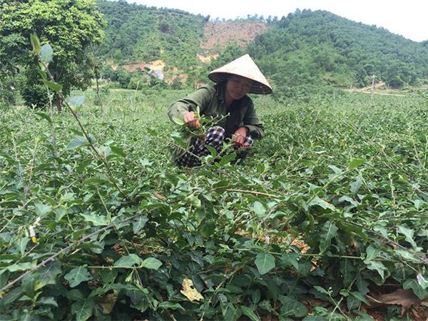 Sử dụng cây thuốc nam phòng bệnh cho tôm