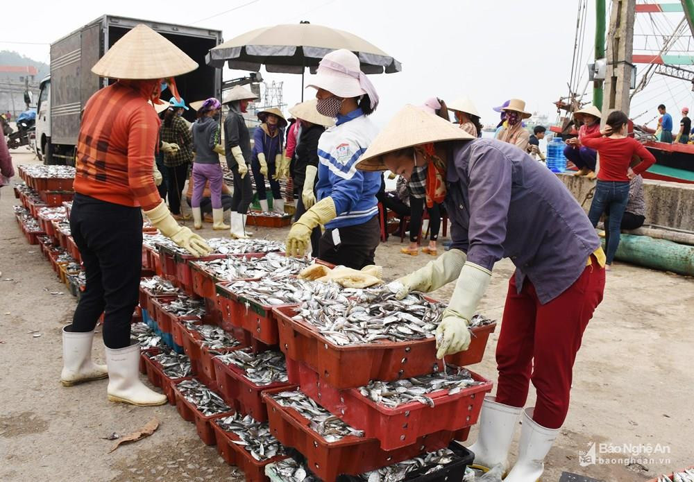 Ngư dân thị xã Hàng Mai 3 tháng đầu năm đánh bắt được 1.500 tấn hải sản. Ảnh: Thanh Yên