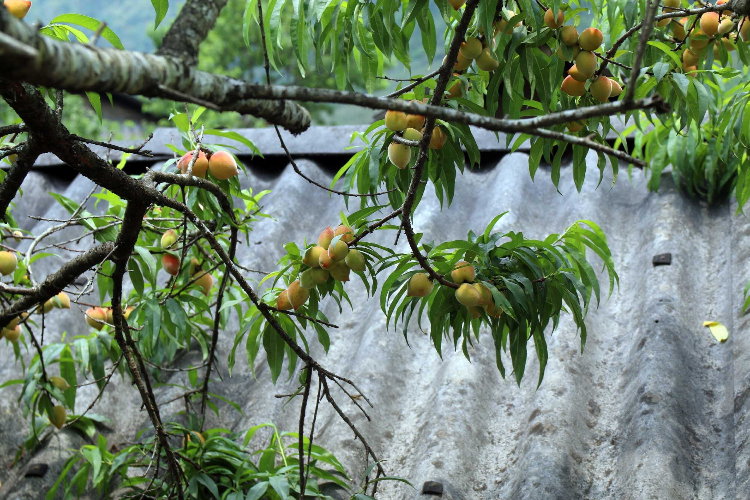 Cũng chính nhờ sự 