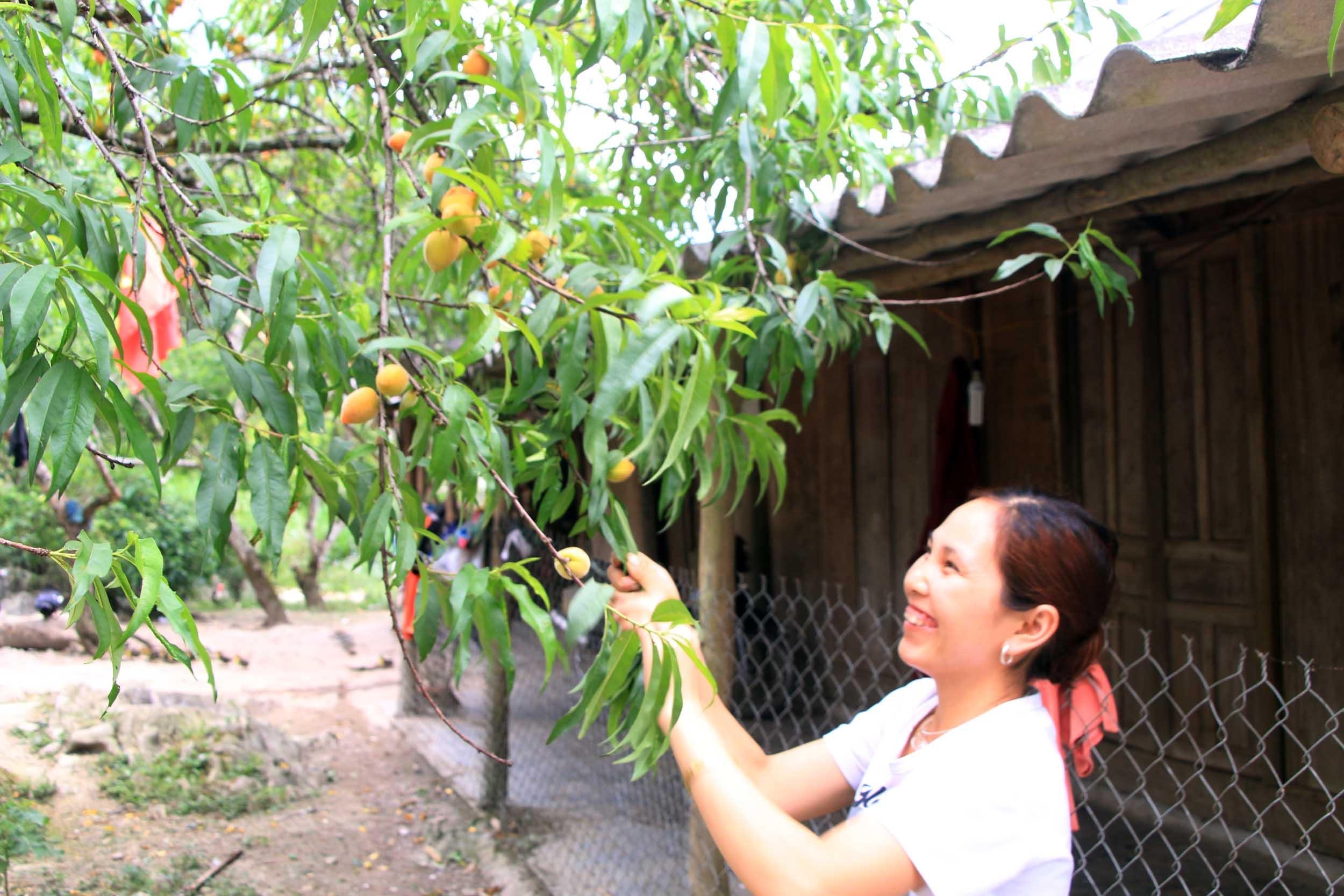 Tuy nhiên, người dân địa phương vẫn ưa trồng đào lông có gốc gác từ miền bắc Việt Nam hơn. 