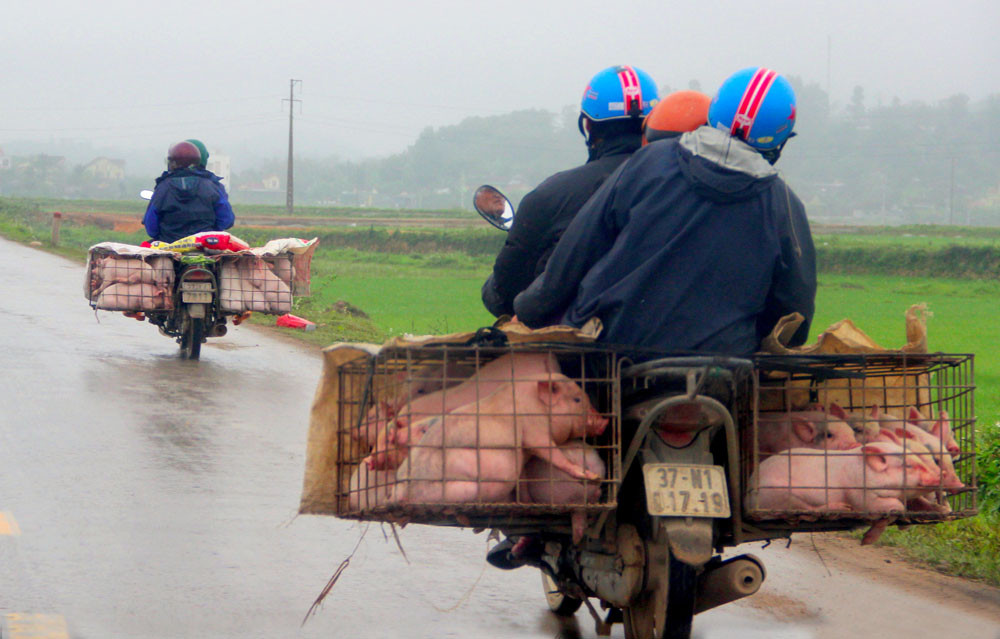 Vận chuyển lợn giống đi bán trên tuyến đường quốc lộ 15. Ảnh: P.V