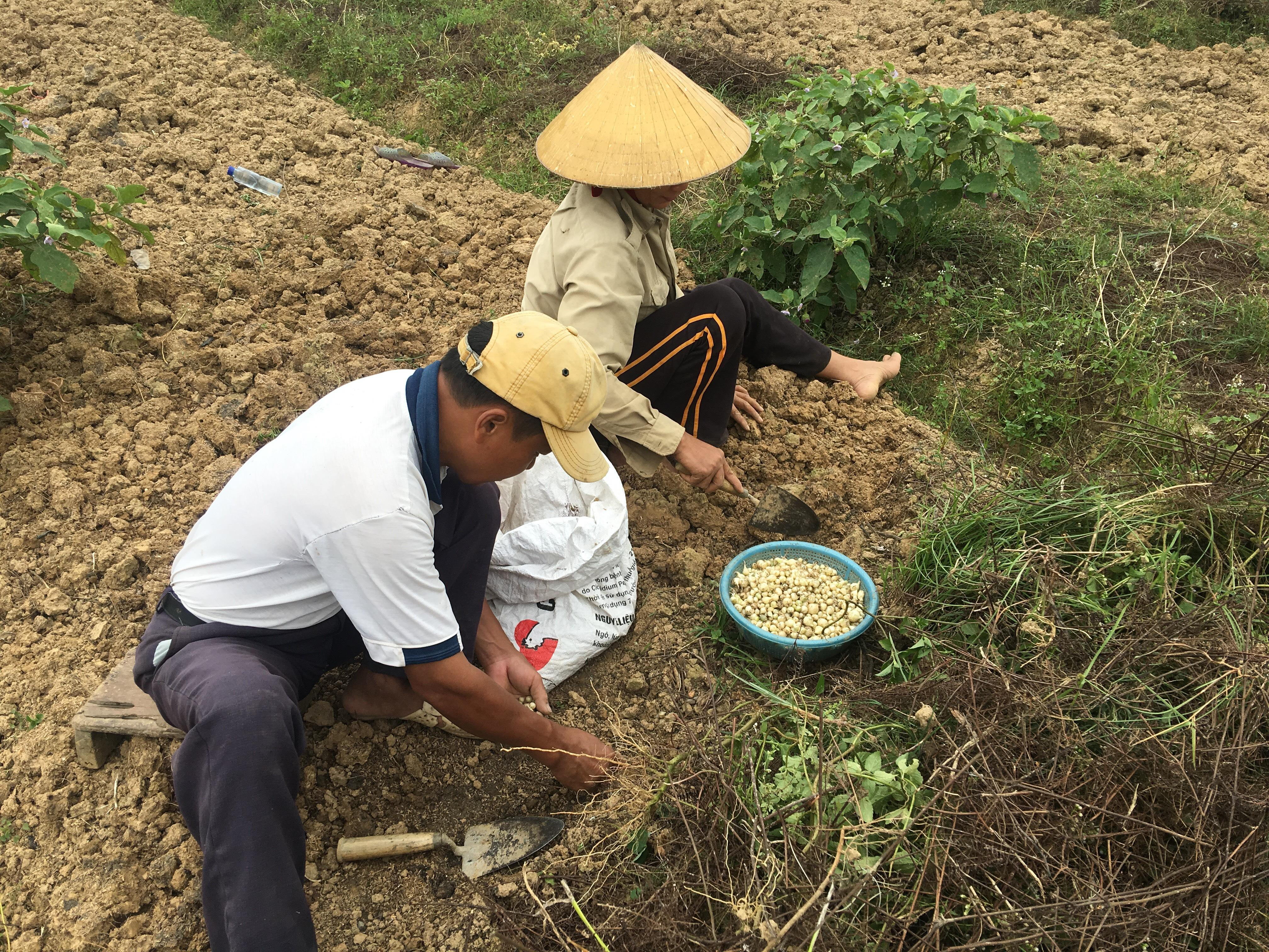 Hành tăm Đô Lương được mùa, được giá