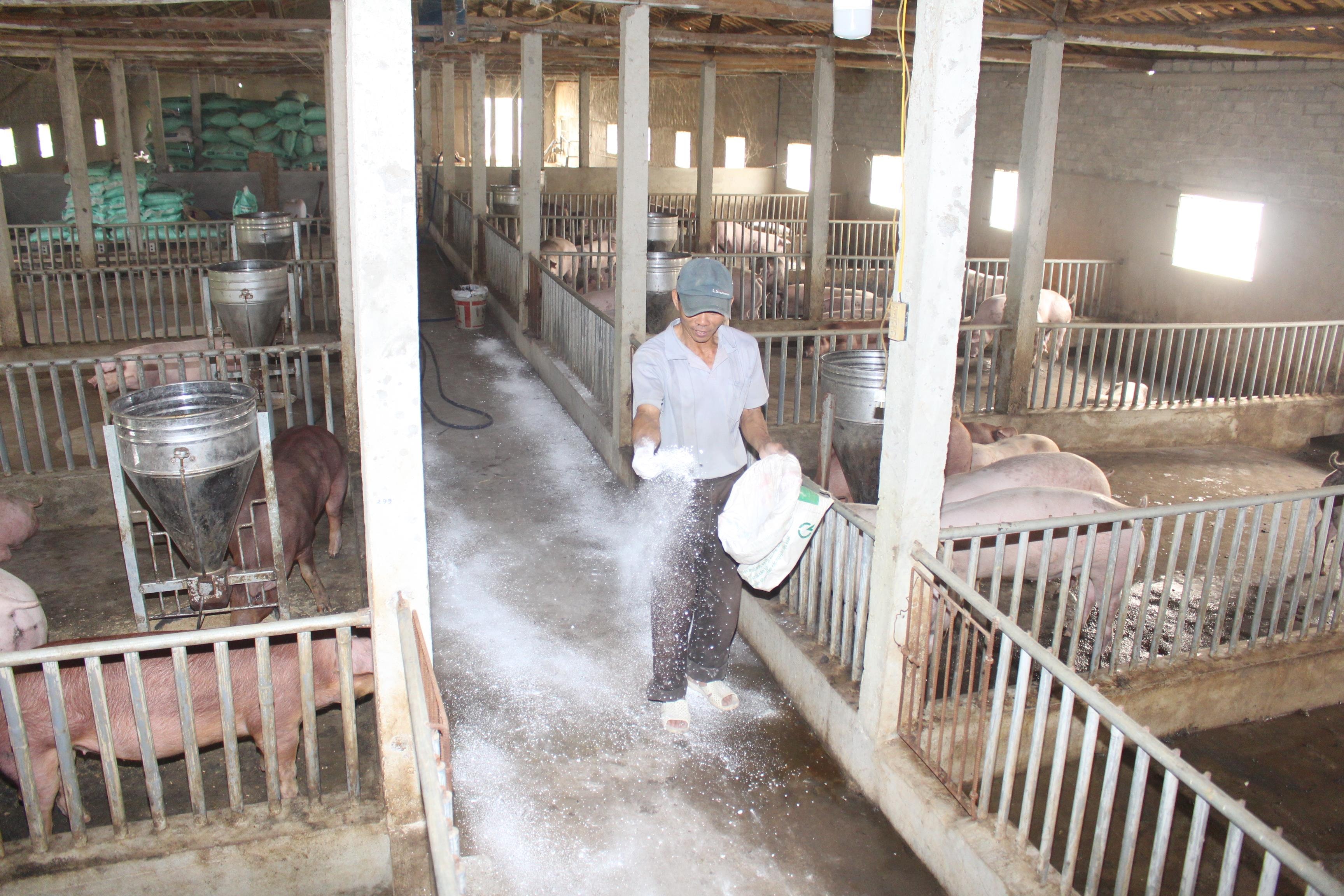 Xã đầu tiên ở Nghệ An công bố hết dịch tả lợn châu Phi