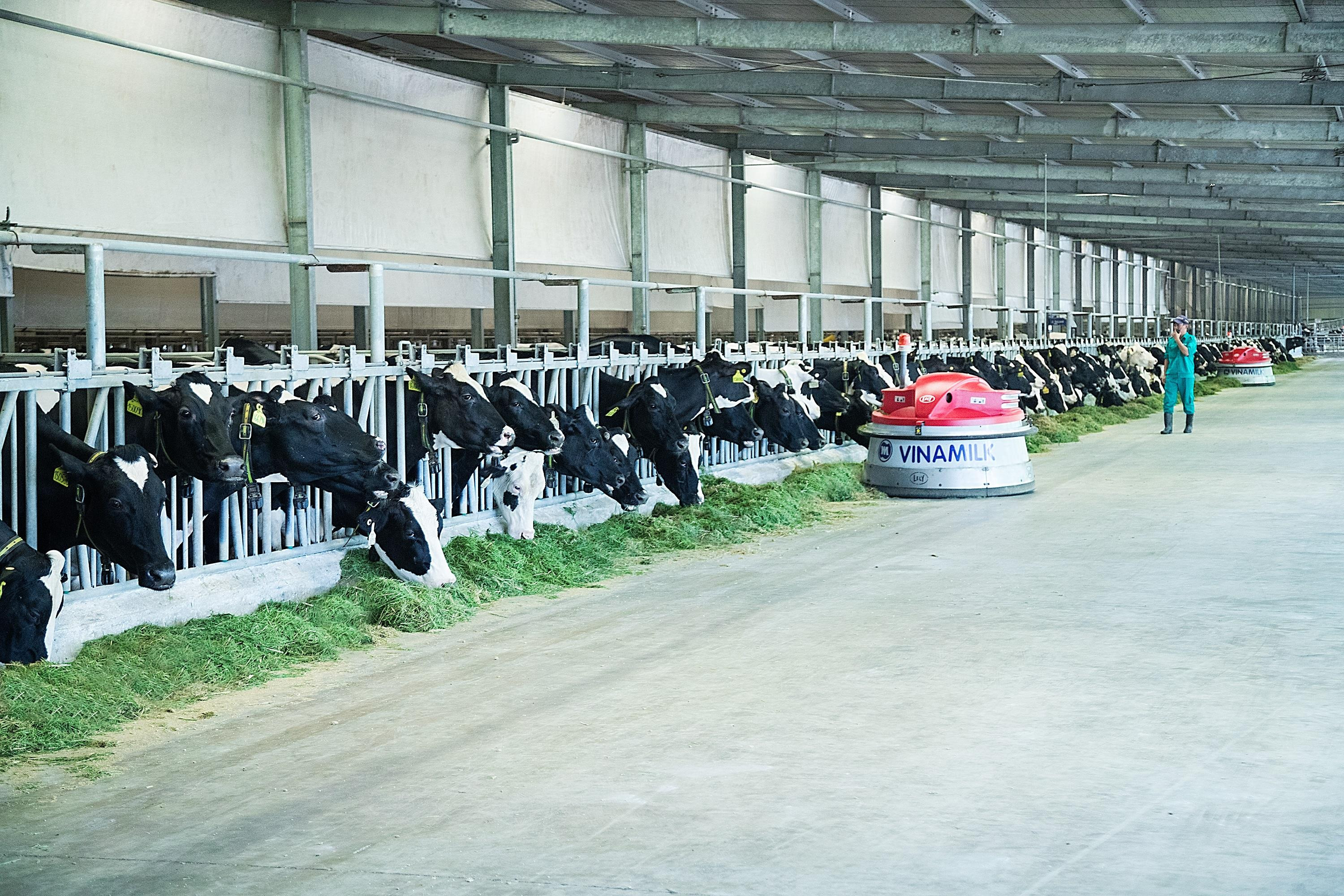 Các trang trại trong hệ thống của Vinamilk đều đang được áp dụng các công nghệ hiện đại trong quản lý và chăn nuôi. Ảnh: P.V