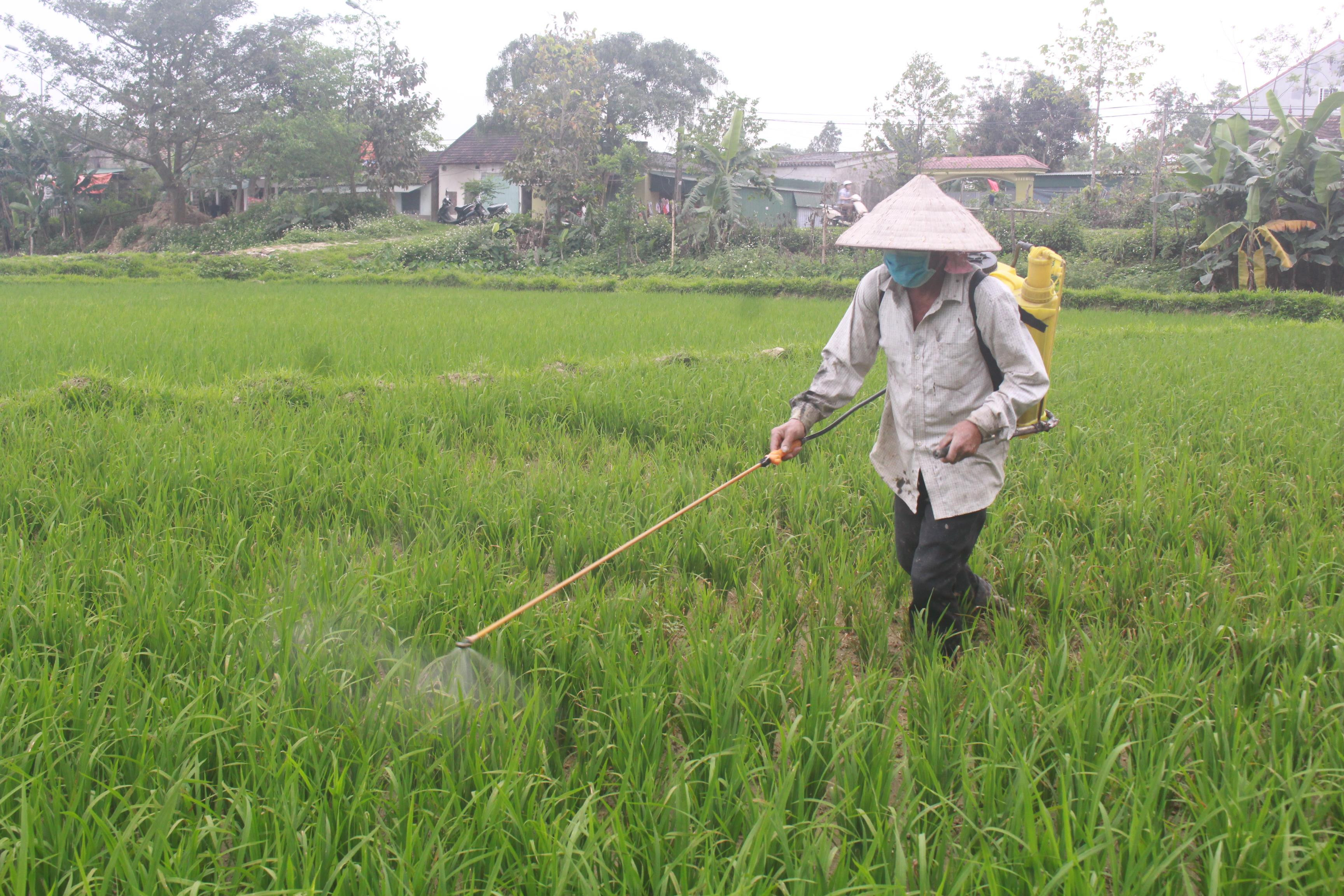 Phun trừ bệnh đạo ôn trên lúa tại huyện Hưng Nguyên. Ảnh: Phú Hương