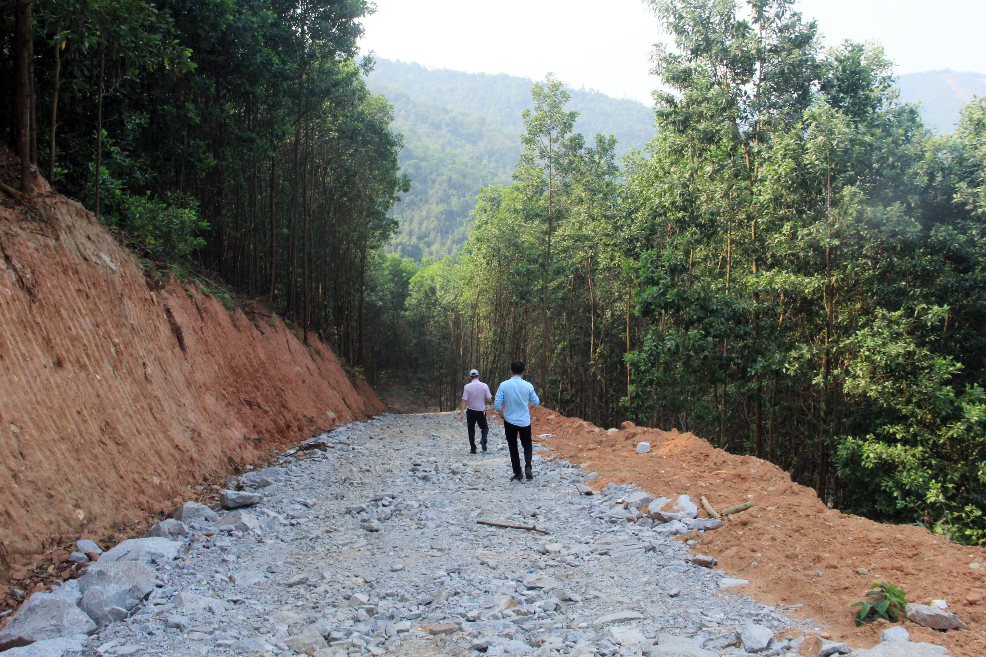 Một con đường được doanh nghiệp mở giữa rừng để xe cơ giới vào đến chân rừng, phục vụ quá trình sản xuất. Ảnh: Phạm Bằng