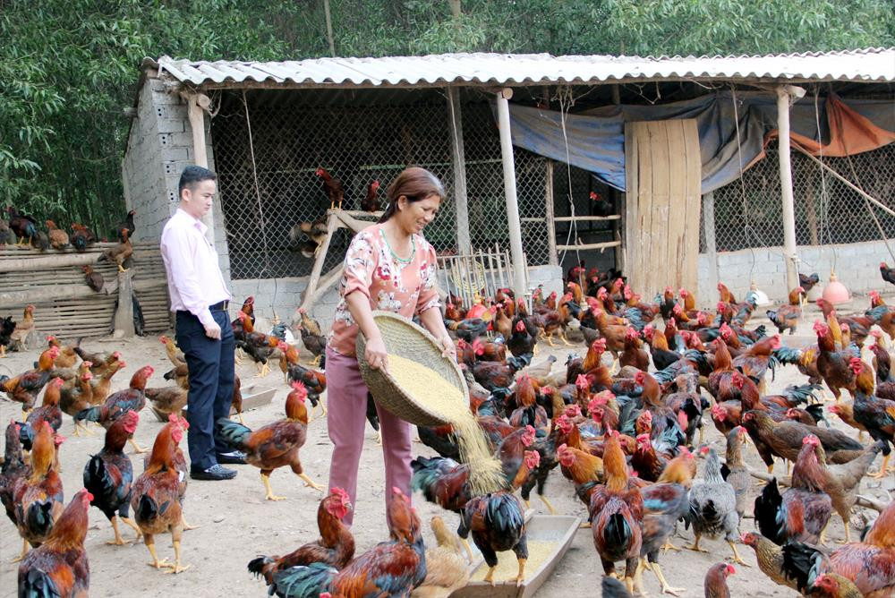Trang trại chăn nuôi của gia đình Nguyễn Thị Thảo ở xã Giang Sơn Đông (Đô Lương). Ảnh: Việt Phương