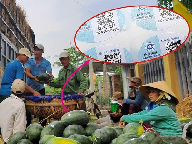 Việc dán tem có chữ Trung Quốc lên dưa hấu Việt Nam nhằm để xuất khẩu qua đường chính ngạch, tránh rủi ro.