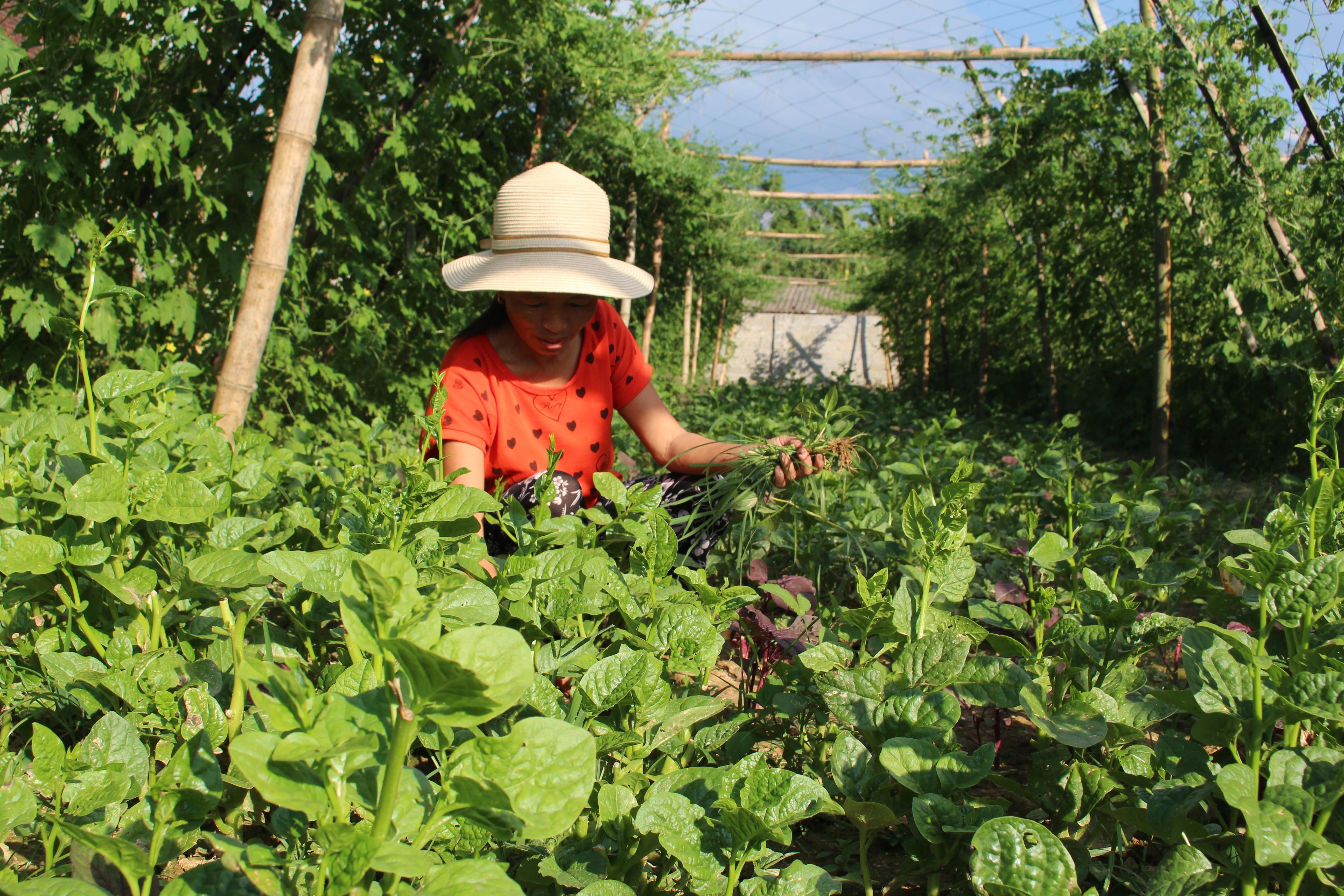 Nông dân Anh Sơn thu nhập cao từ rau mát trong những ngày nắng đầu mùa