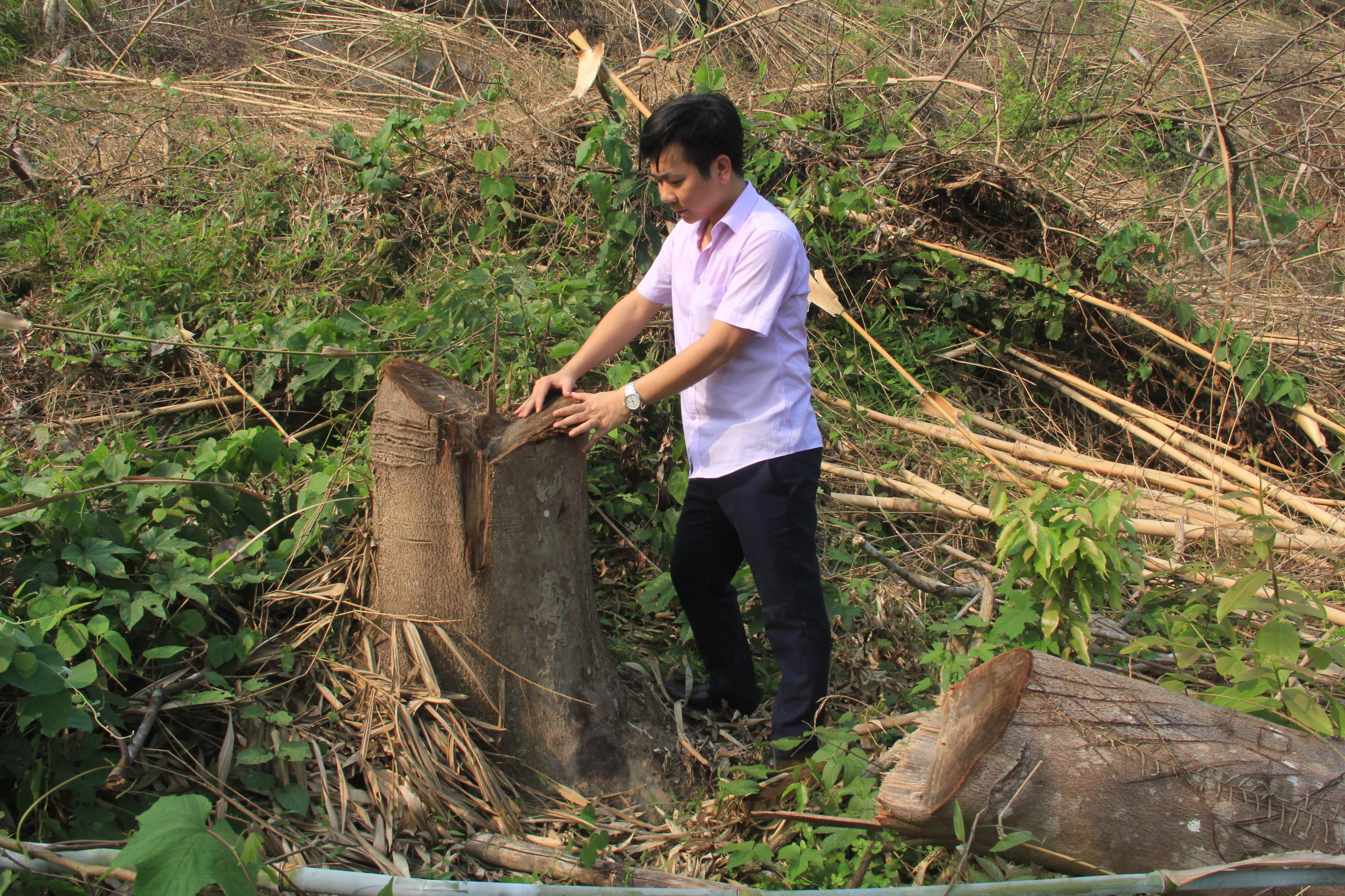Một khu rừng ở xã Châu Phong (Quỳ Châu) được đánh giá là rừng nghèo kiệt, không có khả năng phục hồi thành rừng tự nhiên có giá trị kinh tế cao nhưng có nhiều cây gỗ với đường kính lớn. Ảnh: Phạm Bằng