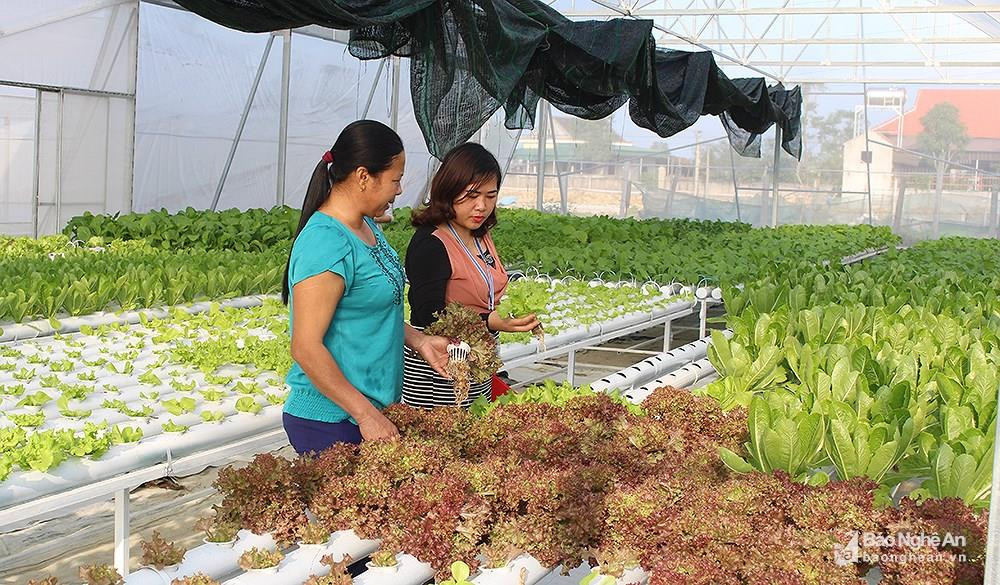 Đầu tư sản xuất rau sạch thủy canh ở xã Nghi Liên, TP Vinh. Ảnh: Phú Hương