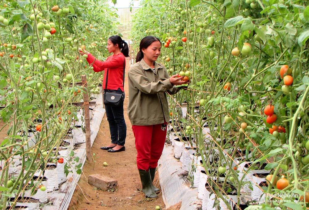 Cà chua trồng trong nhà lưới ở huyện Con Cuông. Ảnh minh họa: Minh Hạnh