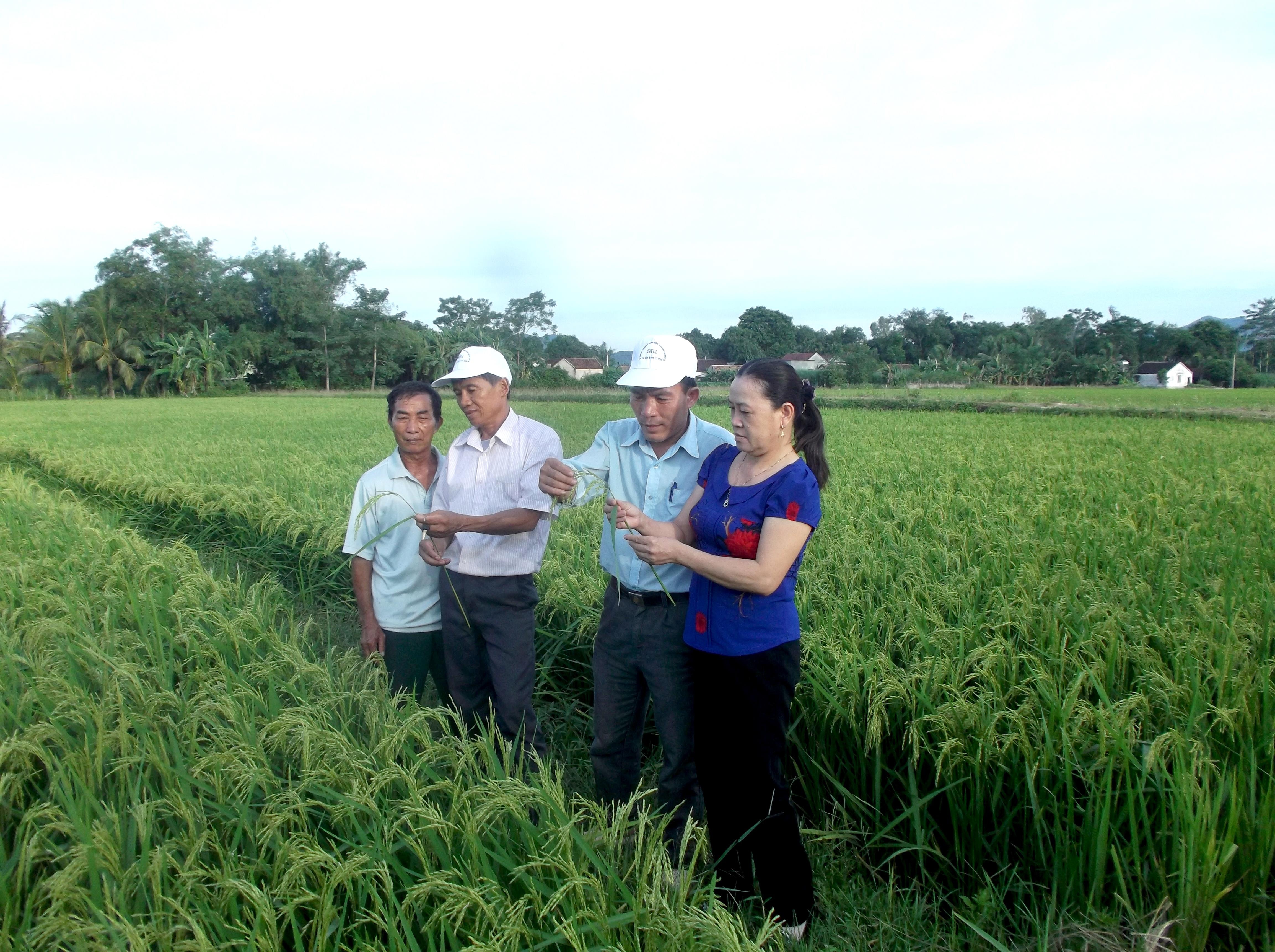 Cán bộ Trạm bảo vệ thực vật đồng hành cùng bà con nông dân kiểm tra dịch hại trên lúa. Ảnh Mỹ Nga