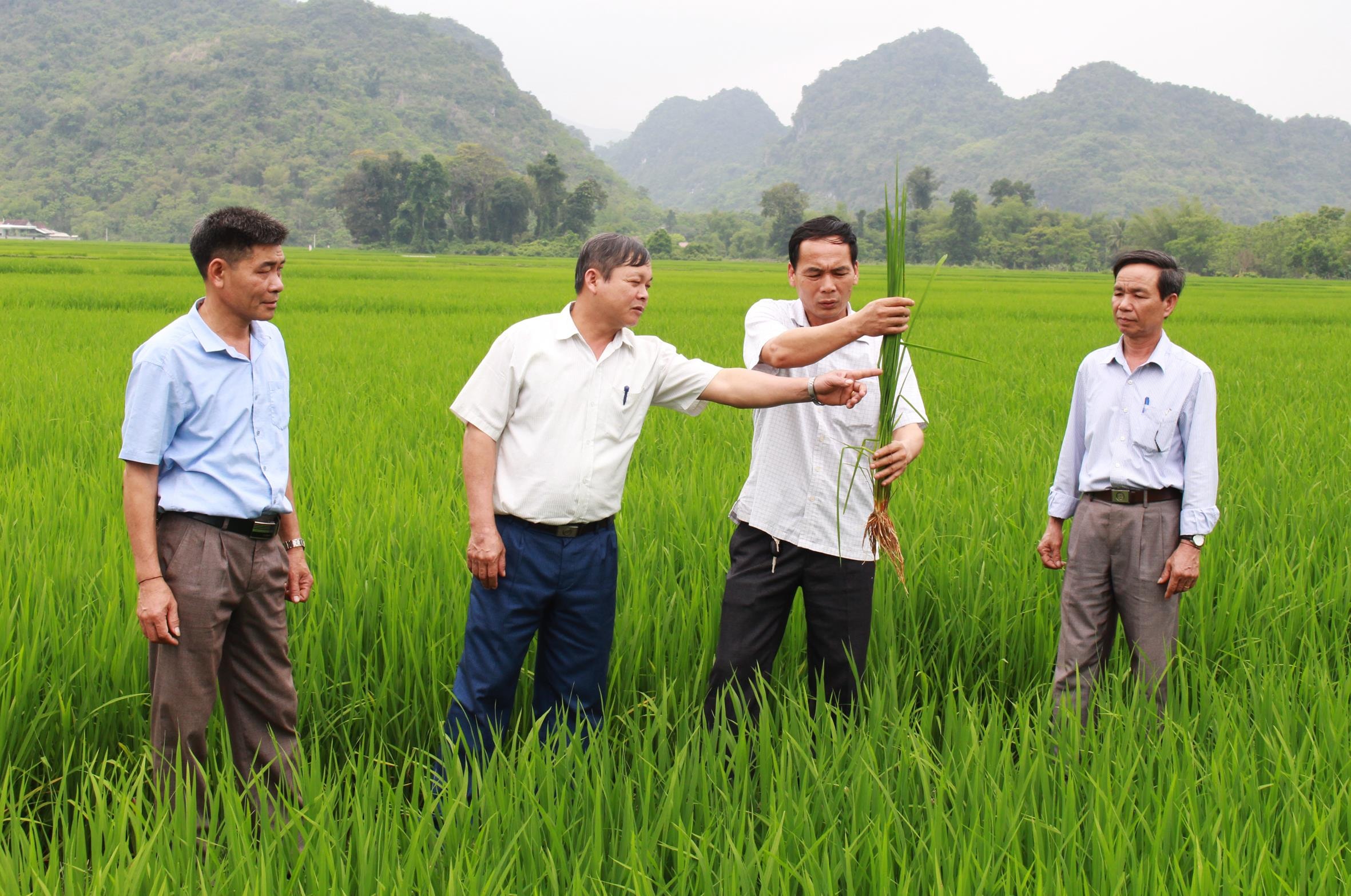 Chủ tịch UBND xã Châu Cường (Quỳ Hợp) Lưu Xuân Điểm cùng cán bộ xã khảo sát giống lúa mới của bà con nông dân. Ảnh: Phương Thúy