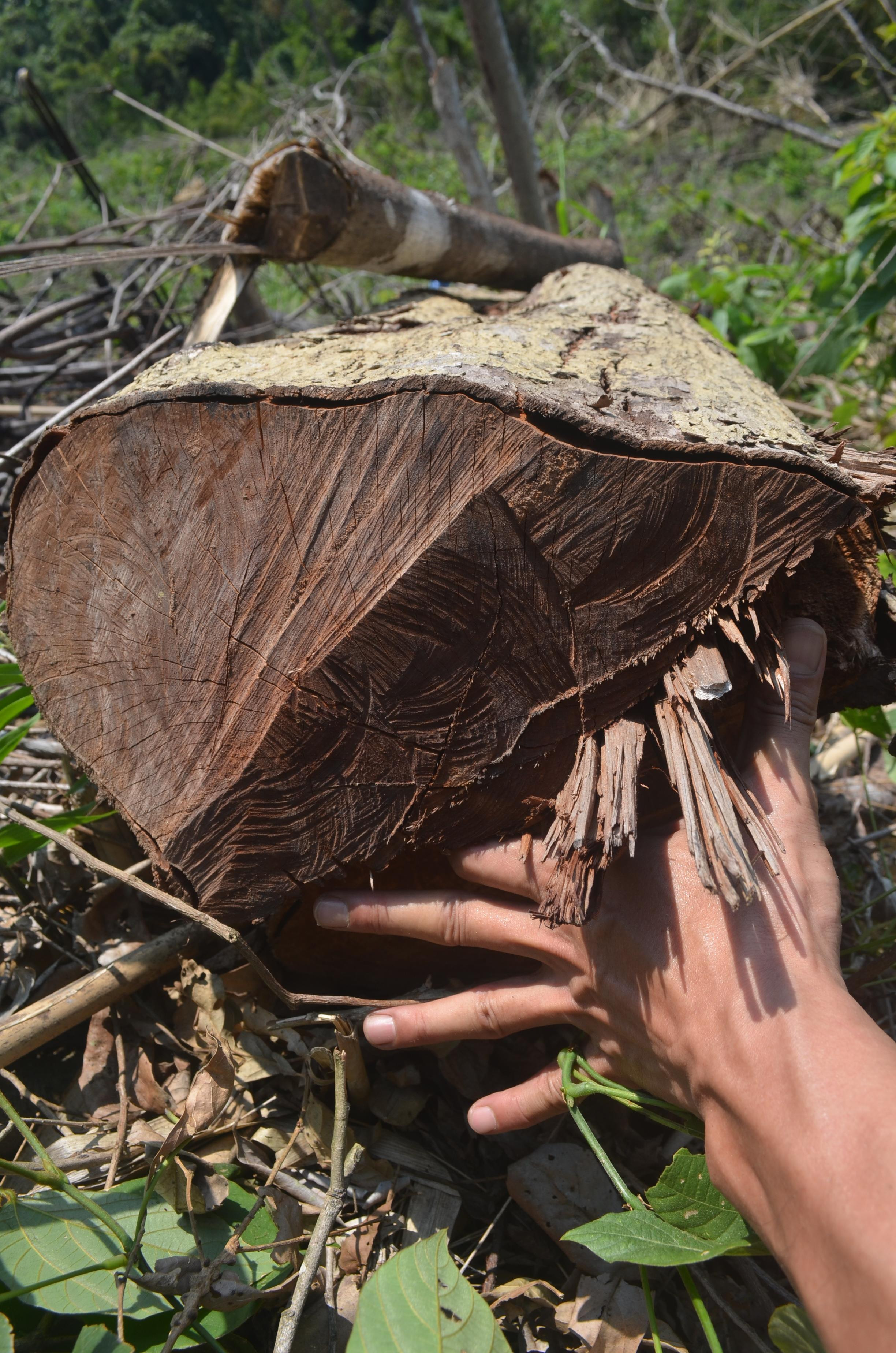 Trong các cây gỗ đã bị đốn hạ, có những cây có đường kính thân gốc khá lớn. ẢNh: Nhật Lân
