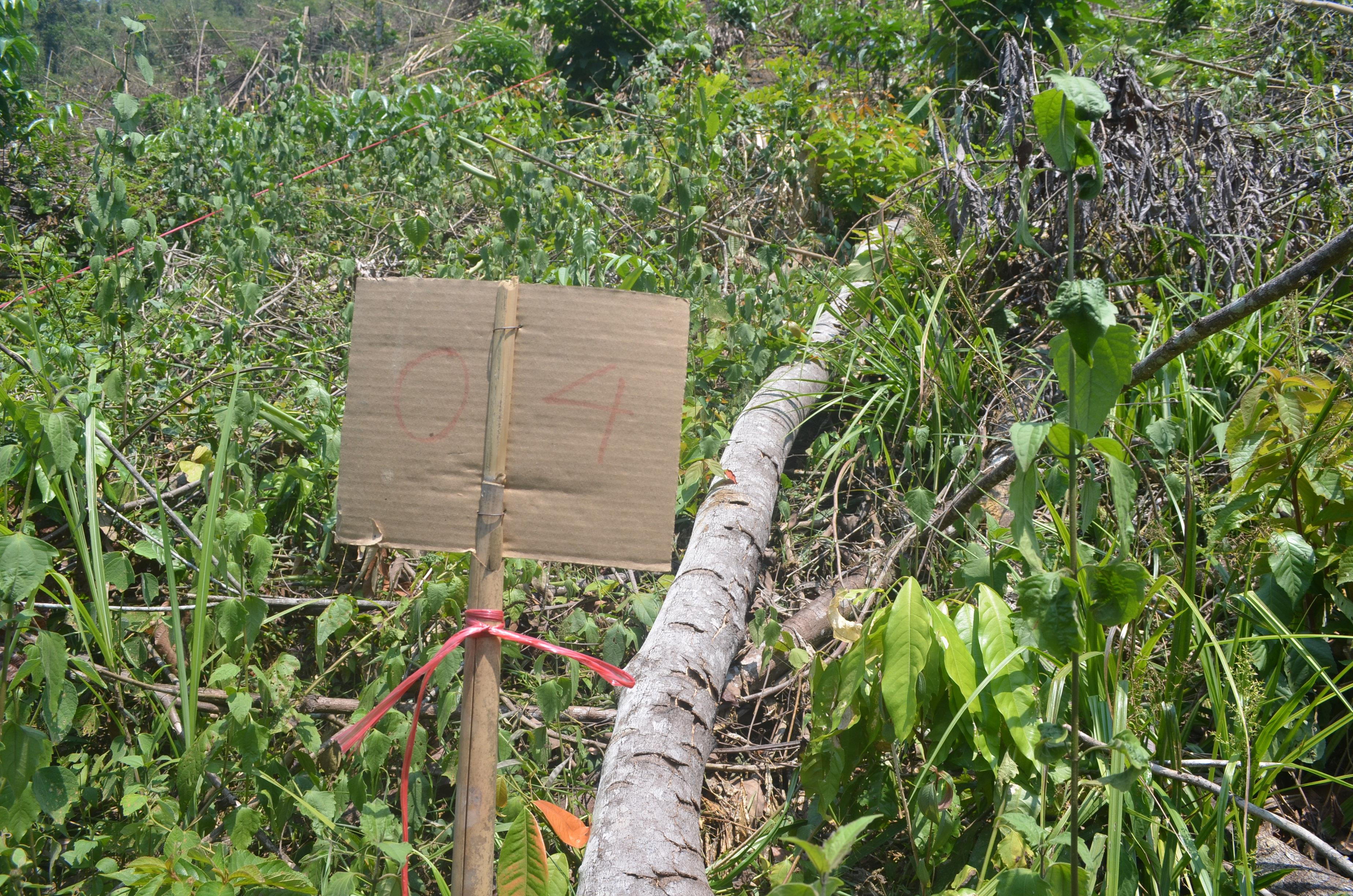 Dấu hiệu của việc thực hiện kiểm tra hiện trường do các cơ quan chức năng thực hiện tại khu vực rừng bị chặt phá. Ảnh: Nhật Lân