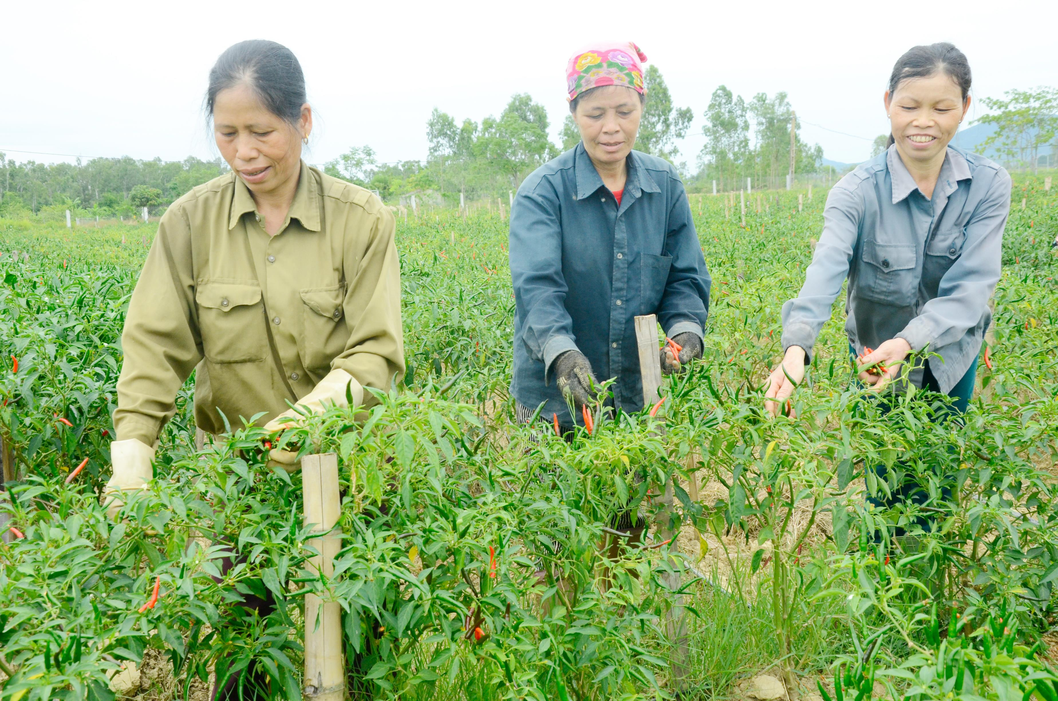 Mô hình chuyển đổi cơ cấu cây trồng, cây ớt cay mang lại hiệu quả kinh tế vùng đất ruộng sản xuất lúa kém hiệu quả ở xã Kim Liên, Nam Đàn. Ảnh Lê Thanh