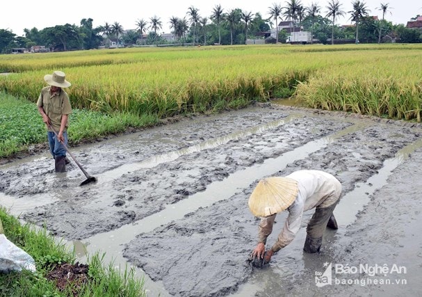 Bà con nông dân xã Diễn Thắng, huyện Diễn Châu làm đất gieo mạ vụ hè thu. Ảnh: Xuân Hoàng