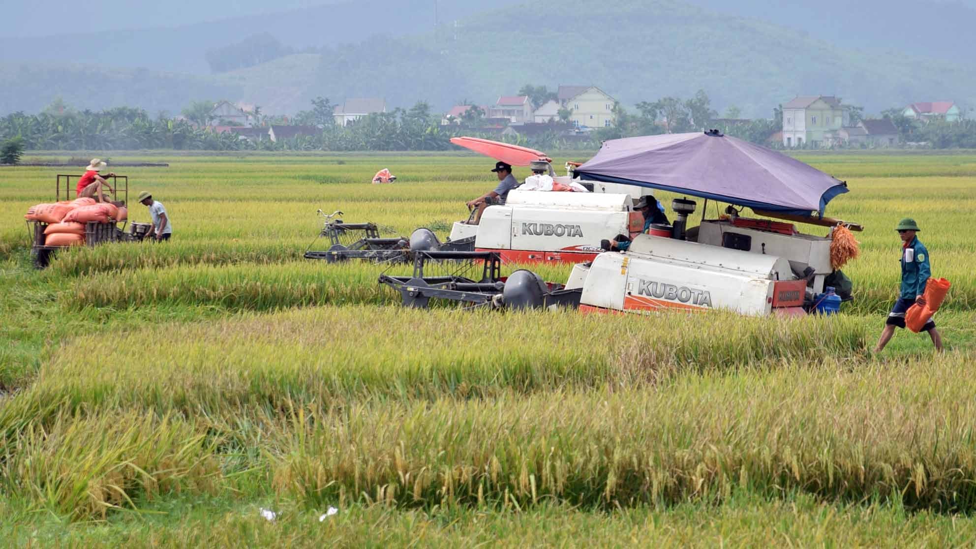 Thu hoạch lúa trên cánh đồng của xã Xuân Thành, huyện Yên Thành. Ảnh: Xuân Hoàng