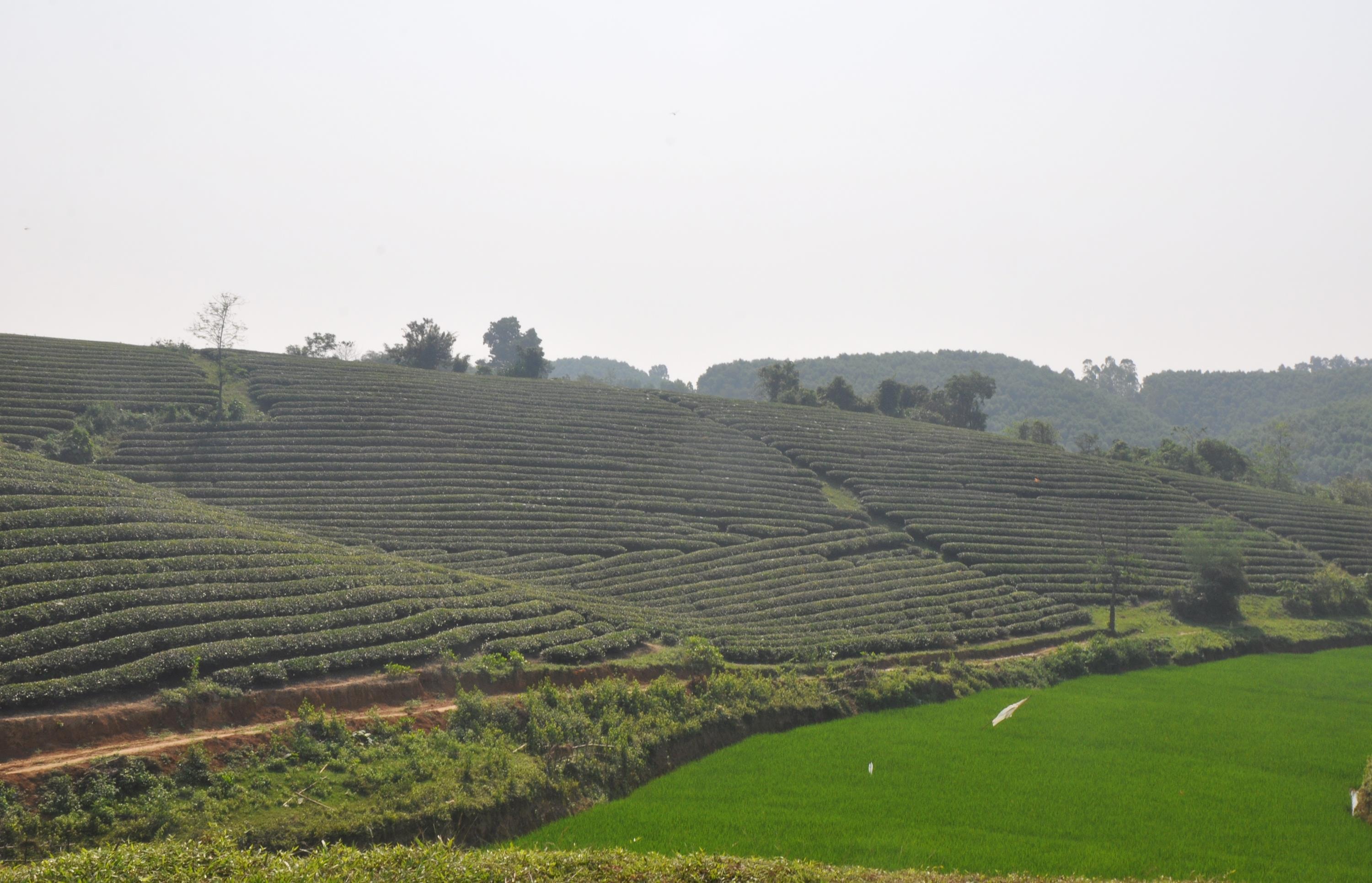 2.Anh Lang Duy Chung (trái) kiểm tra chu kỳ sinh trưởng cây chè nguyên liệu của gia đình