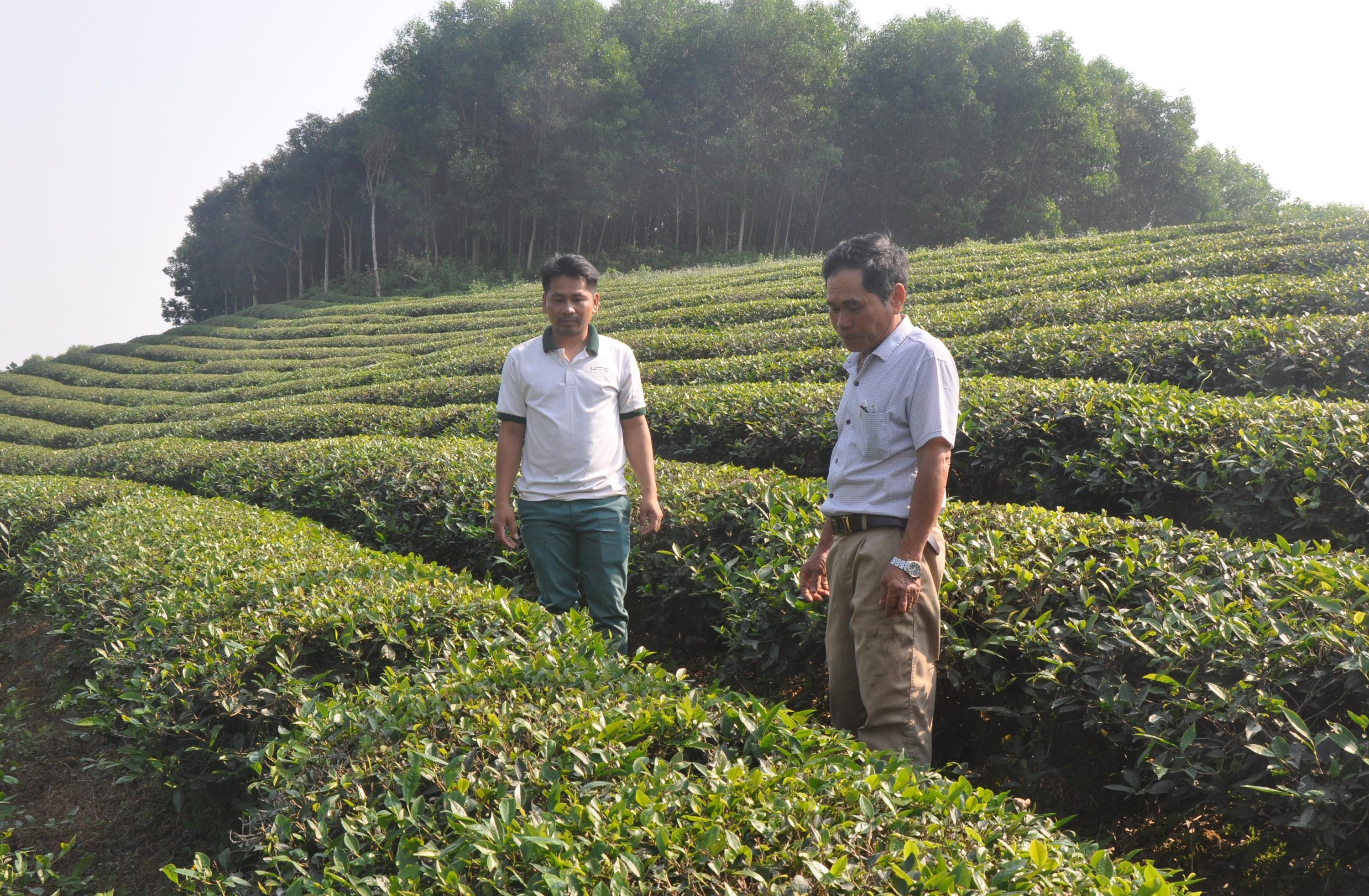 2.Anh Lang Duy Chung (trái) kiểm tra chu kỳ sinh trưởng cây chè nguyên liệu của gia đình