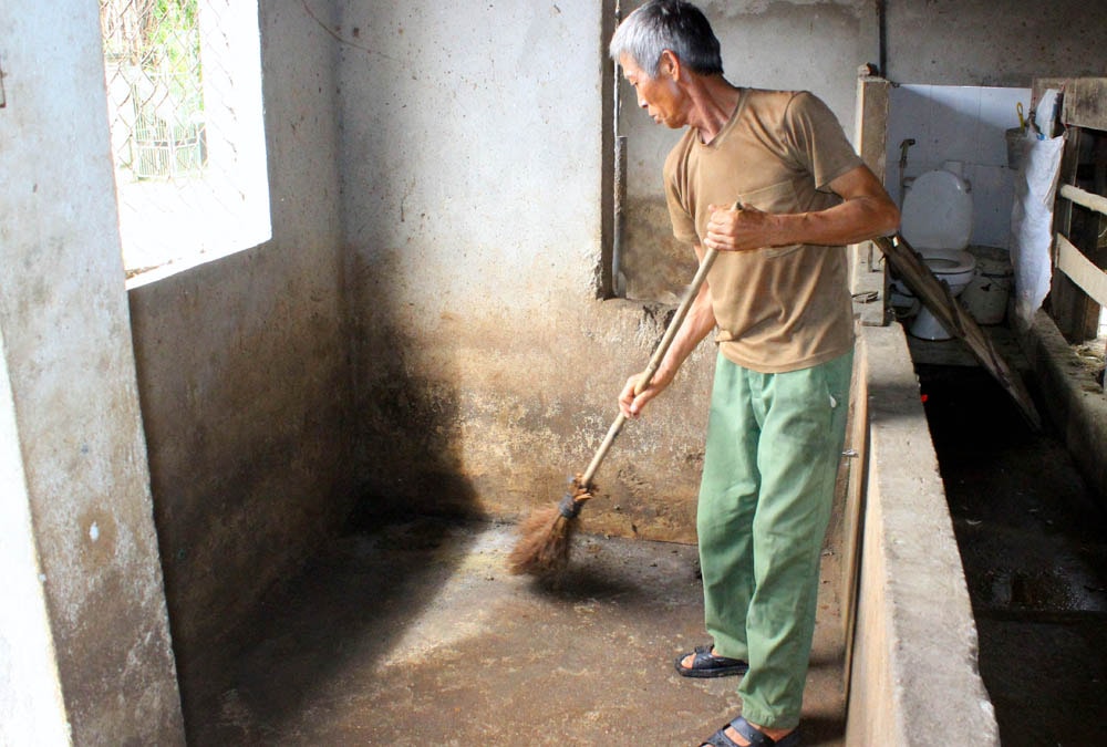 Ông Nguyễn Văn Nhàn ở xã Nam Xuân (Nam Đàn) quét dọn chuồng trại không tái đàn trong thời điểm dịch. Ảnh: Quang An